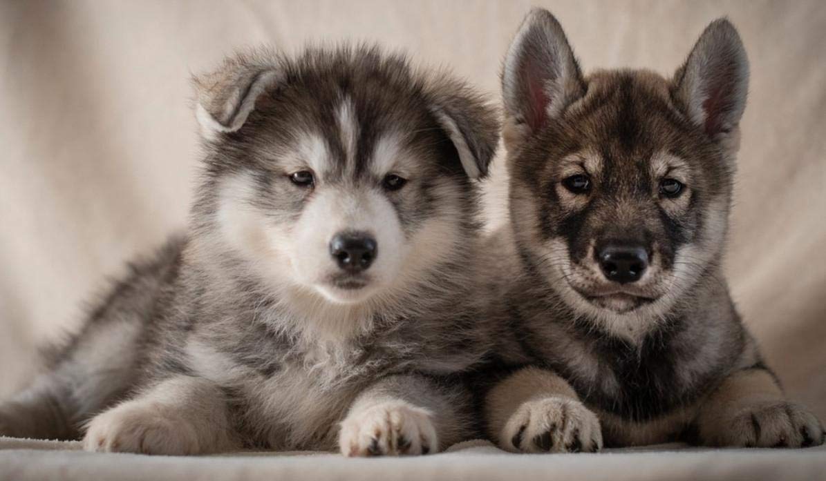 HEE WAG Cute Baby Siberian Husky Wallpaper Painting By Numbers Diy Unique, Amazon.co.uk: Toys & Games