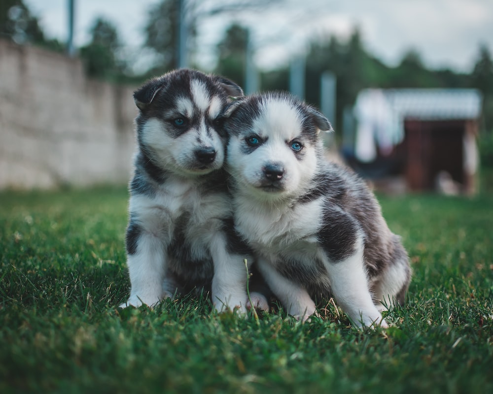 Husky Puppy Picture. Download Free Image