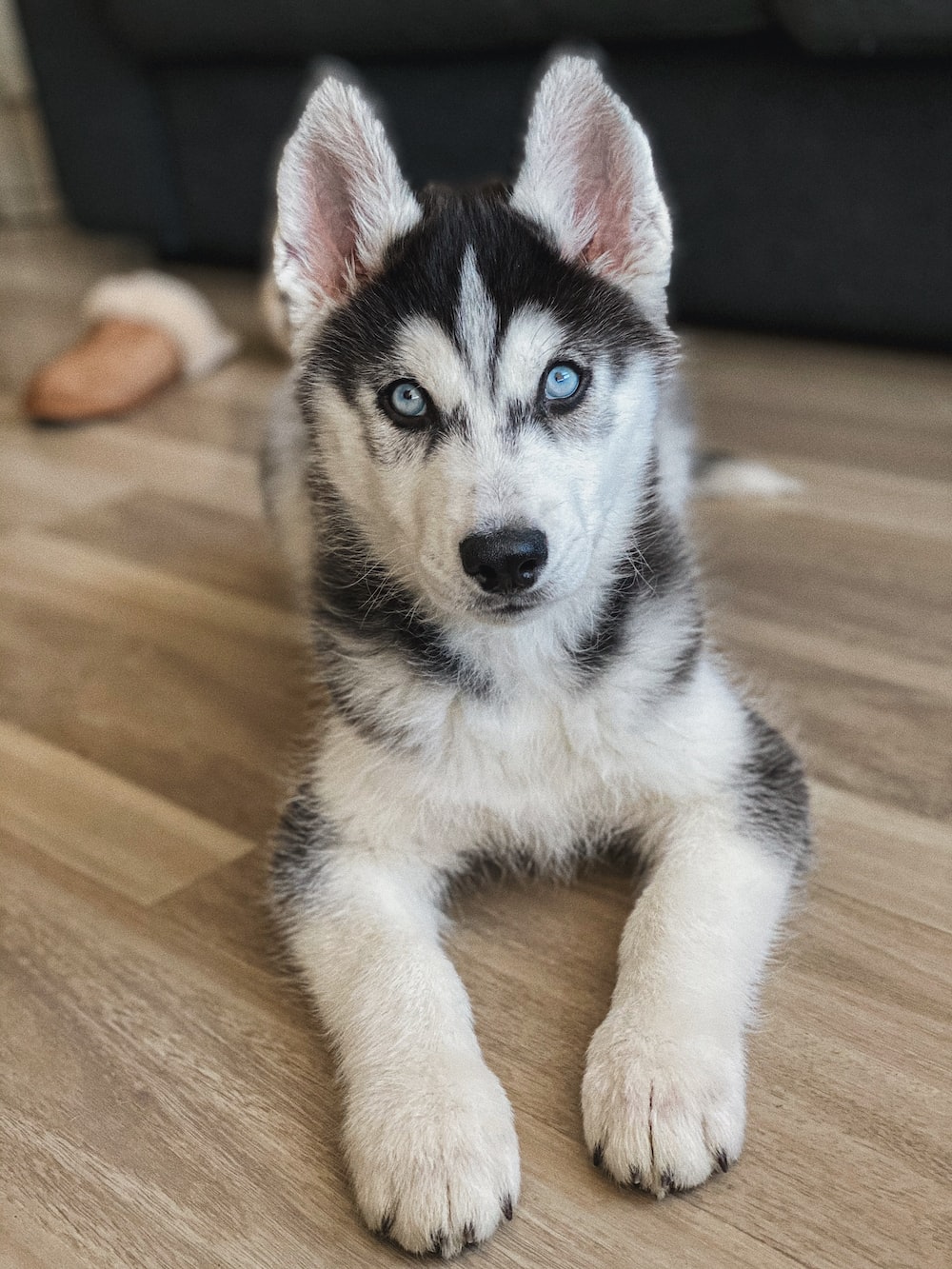Husky Puppy Picture. Download Free Image