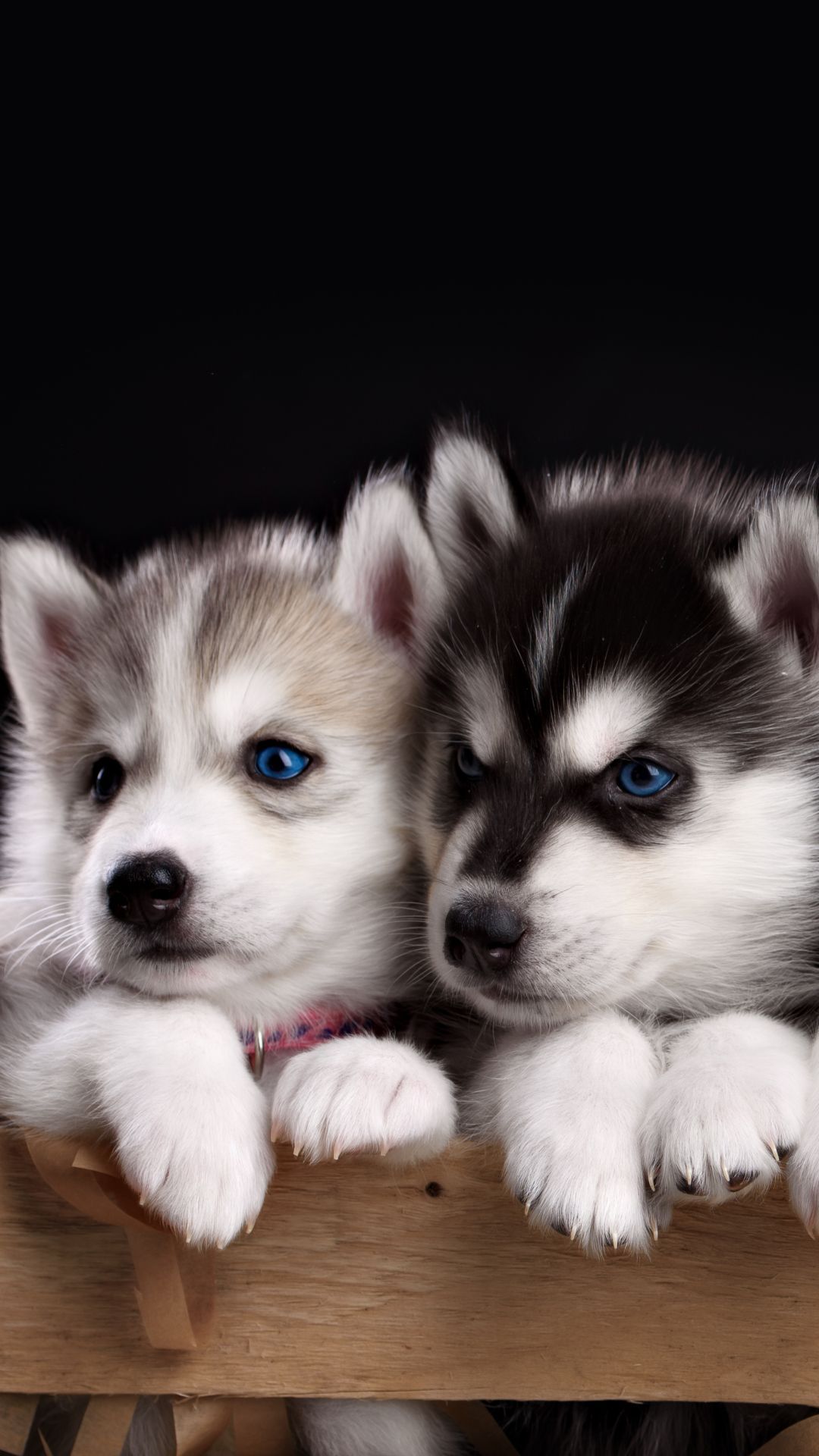Download This Wallpaper Animal Husky (1080x1920) For All Your Phones And Tablets. Download This Wallpaper. Cute Animals Puppies, Cute Animals, Cute Husky Puppies