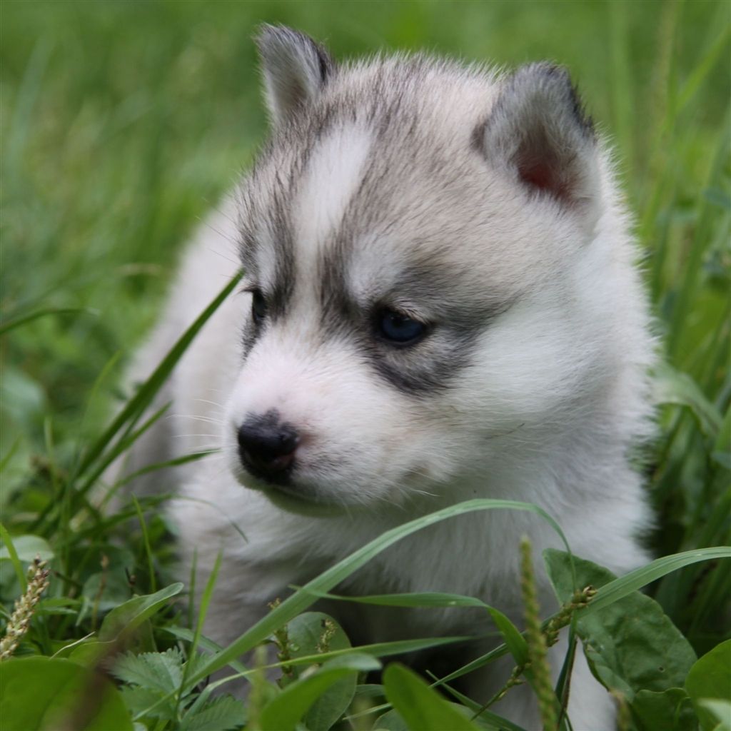 Cute Husky Puppy #iPad #Air #Wallpaper. Husky puppy, Cute husky puppies, Siberian husky