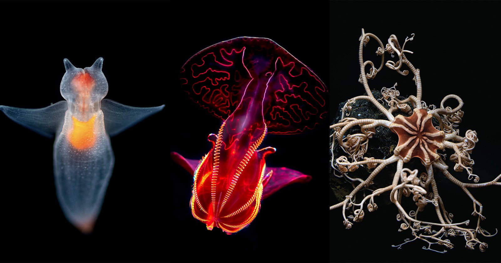 Into the Deep: Photo of Incredible Creatures from the Ocean's Depths