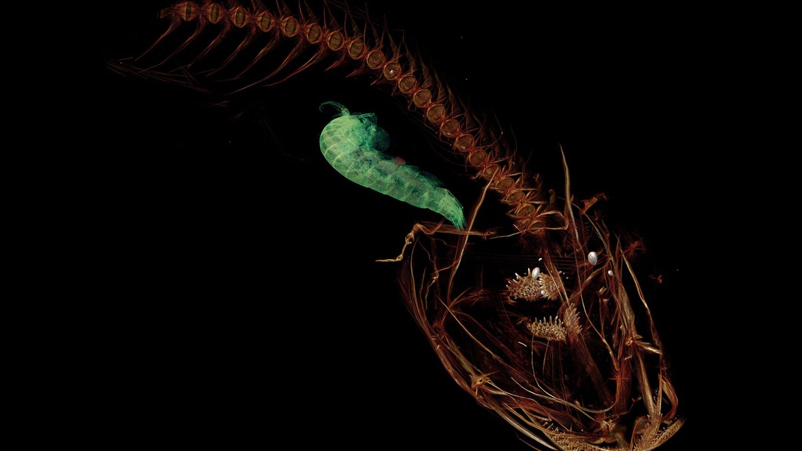 How The World's Deepest Fish Survives Bone Crushing Pressure