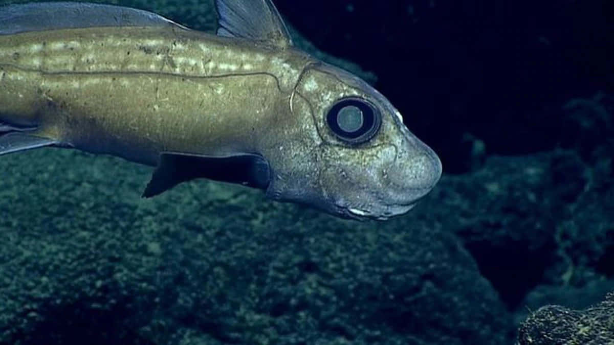 Download Explore the Depths of the Mariana Trench