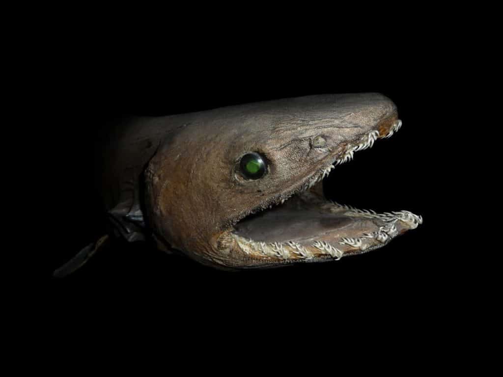 Strange Animals in the Mariana Trench