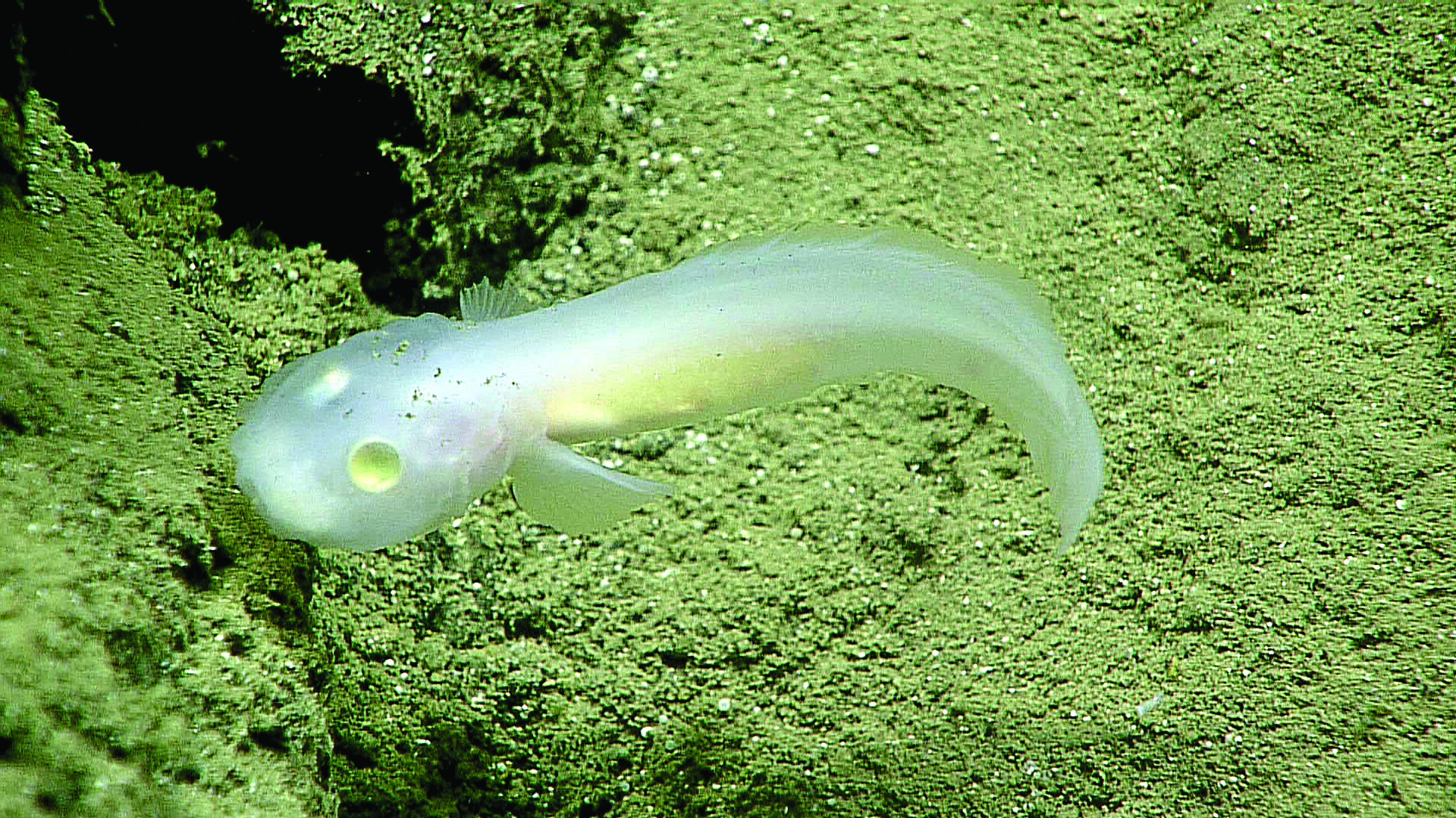 Mariana Trench, Florida Atlantic University. Florida Atlantic University
