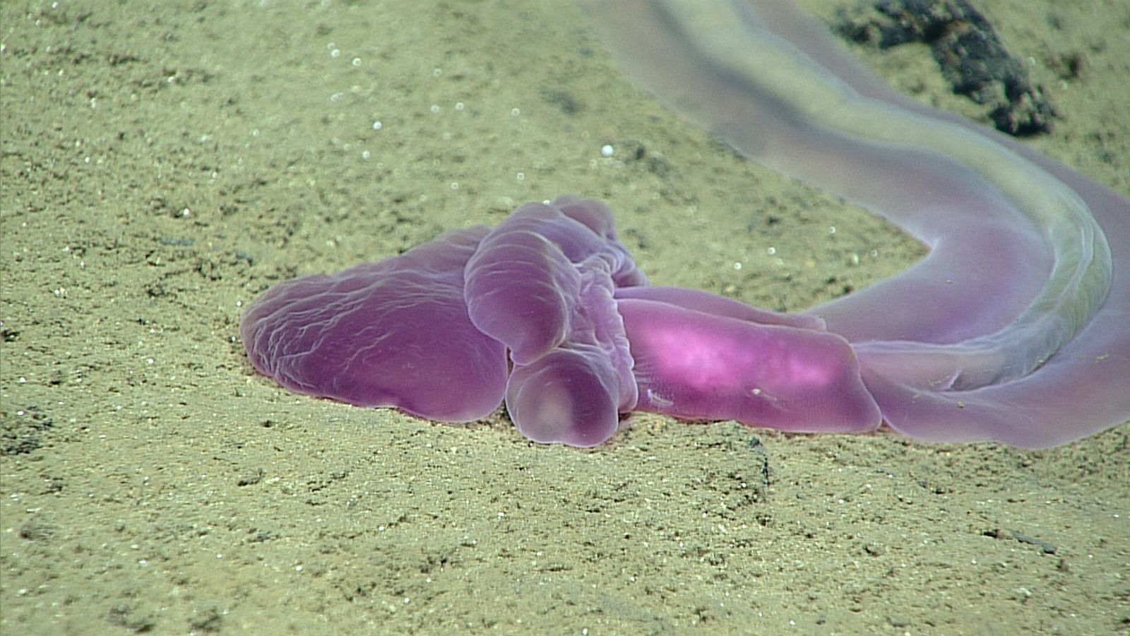 Mission to Mariana Trench Records Dozens of Crazy Deep Sea Creatures. Smart News. Smithsonian Magazine