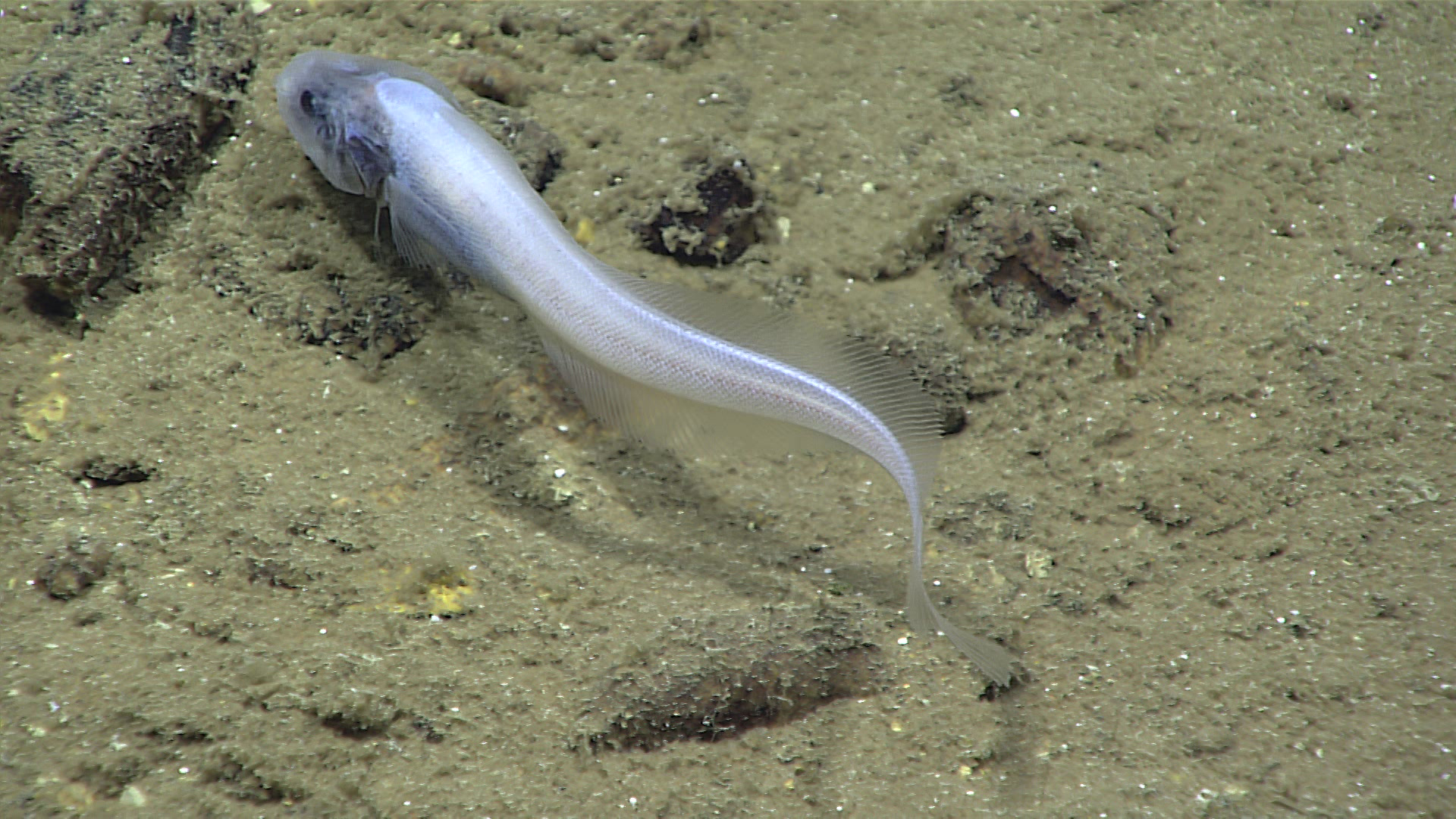 Deepwater Exploration of the Marianas: Mission Logs: May 7: NOAA Office of Ocean Exploration and Research