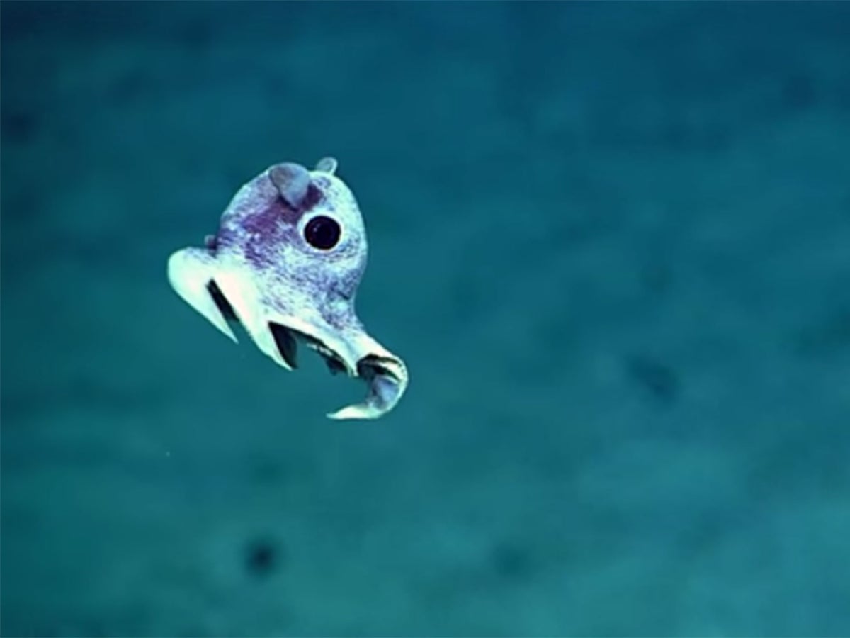 Incredible image of undiscovered deep sea creatures released after Puerto Rico ocean floor expedition