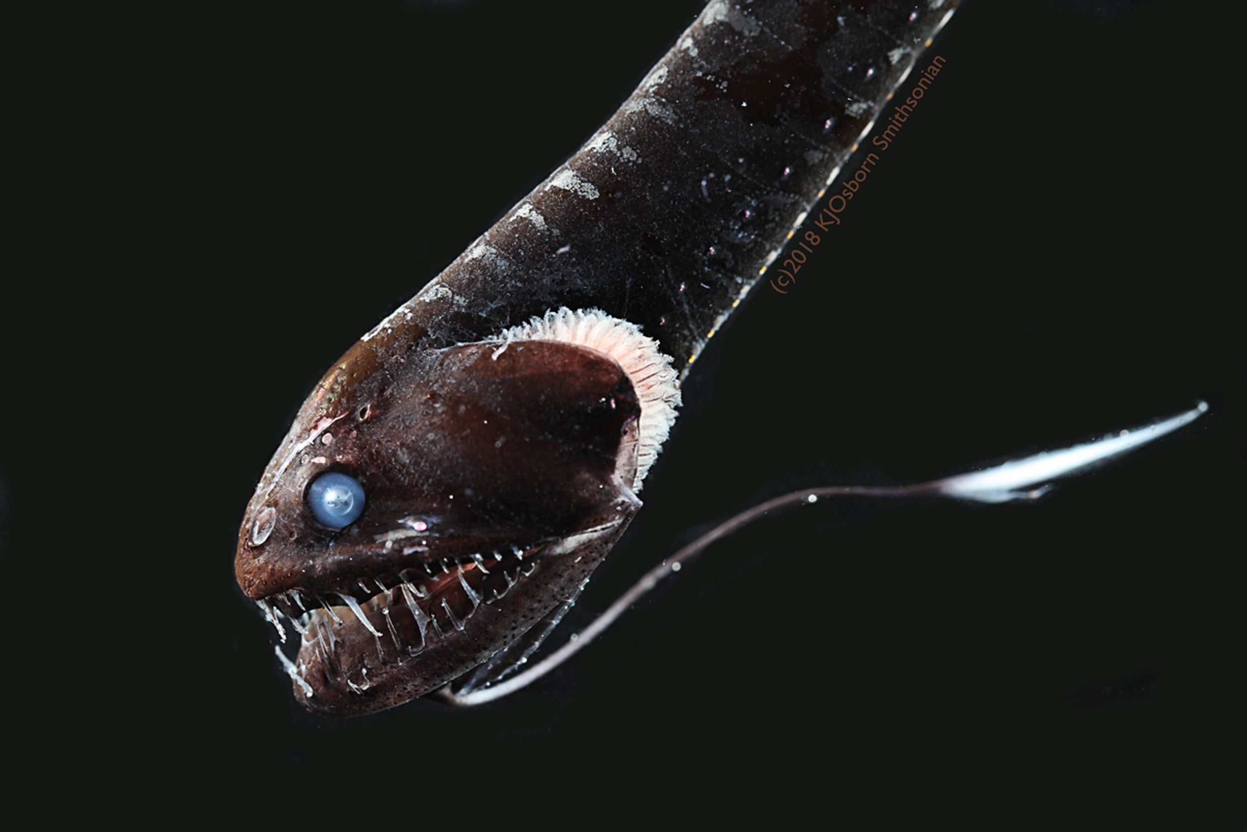 Meet The 'ultra Black' Fish Of The Ocean's Depths