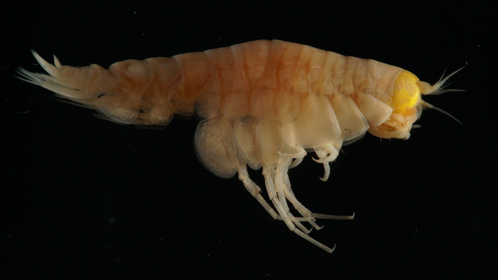 In the Deepest Ocean Trenches, Animals Eat Plastic