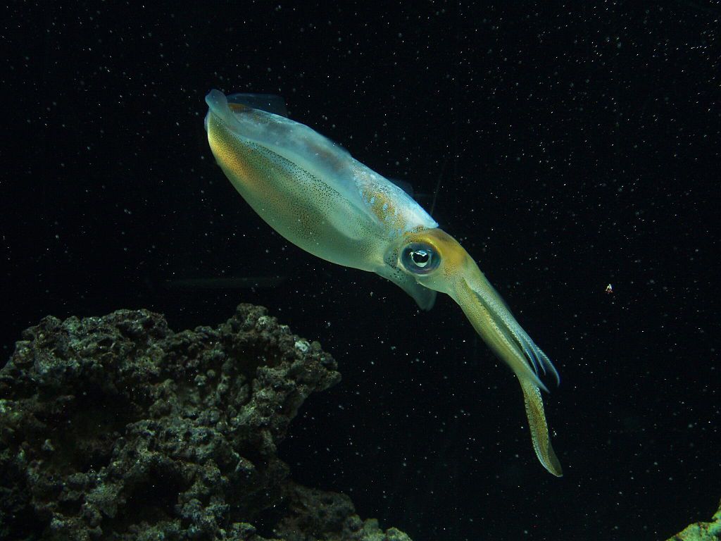 Ocean Creatures That Live in Total Darkness