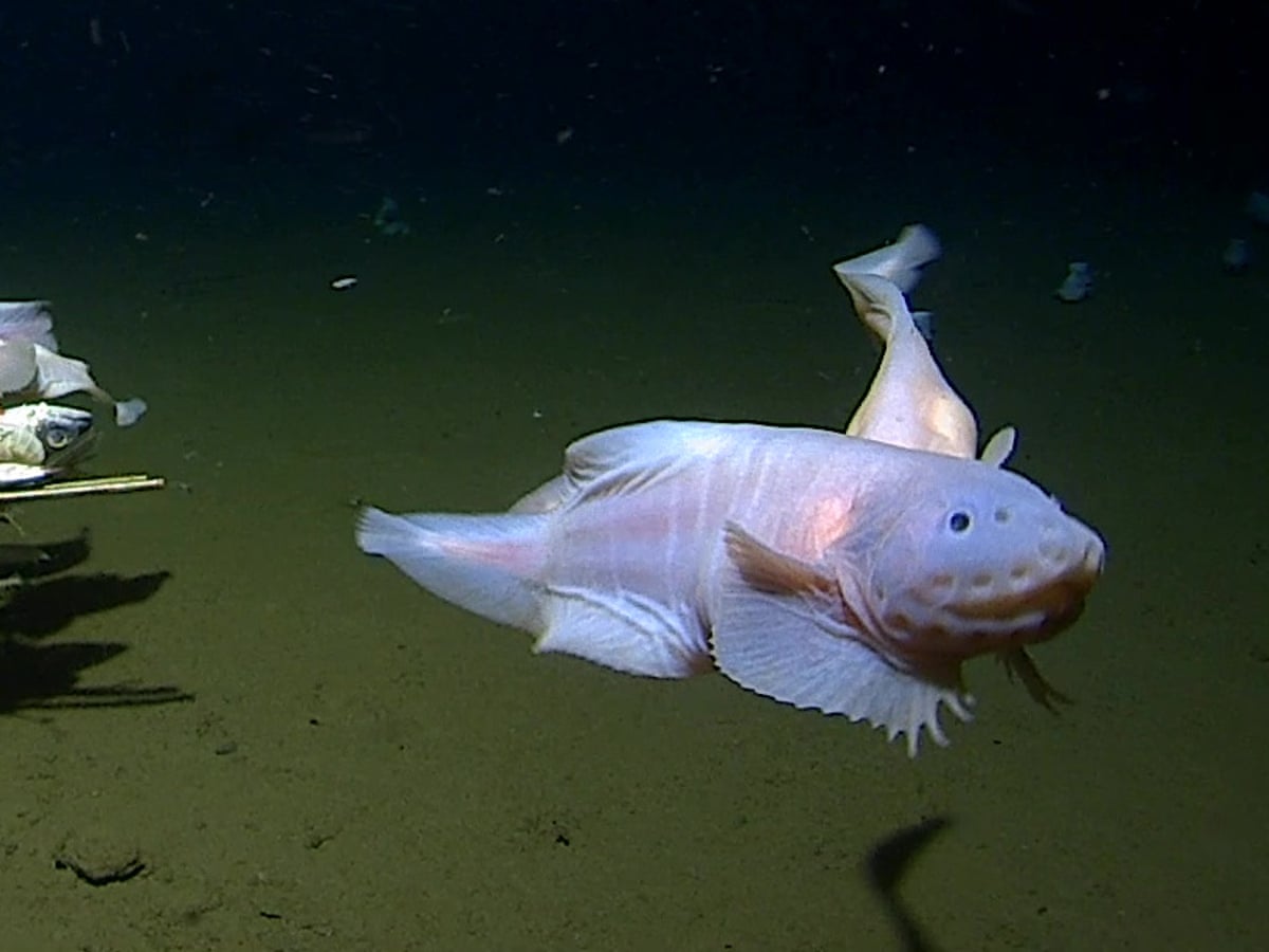 Scientists find deepest fish ever recorded at 8,300 metres underwater near Japan