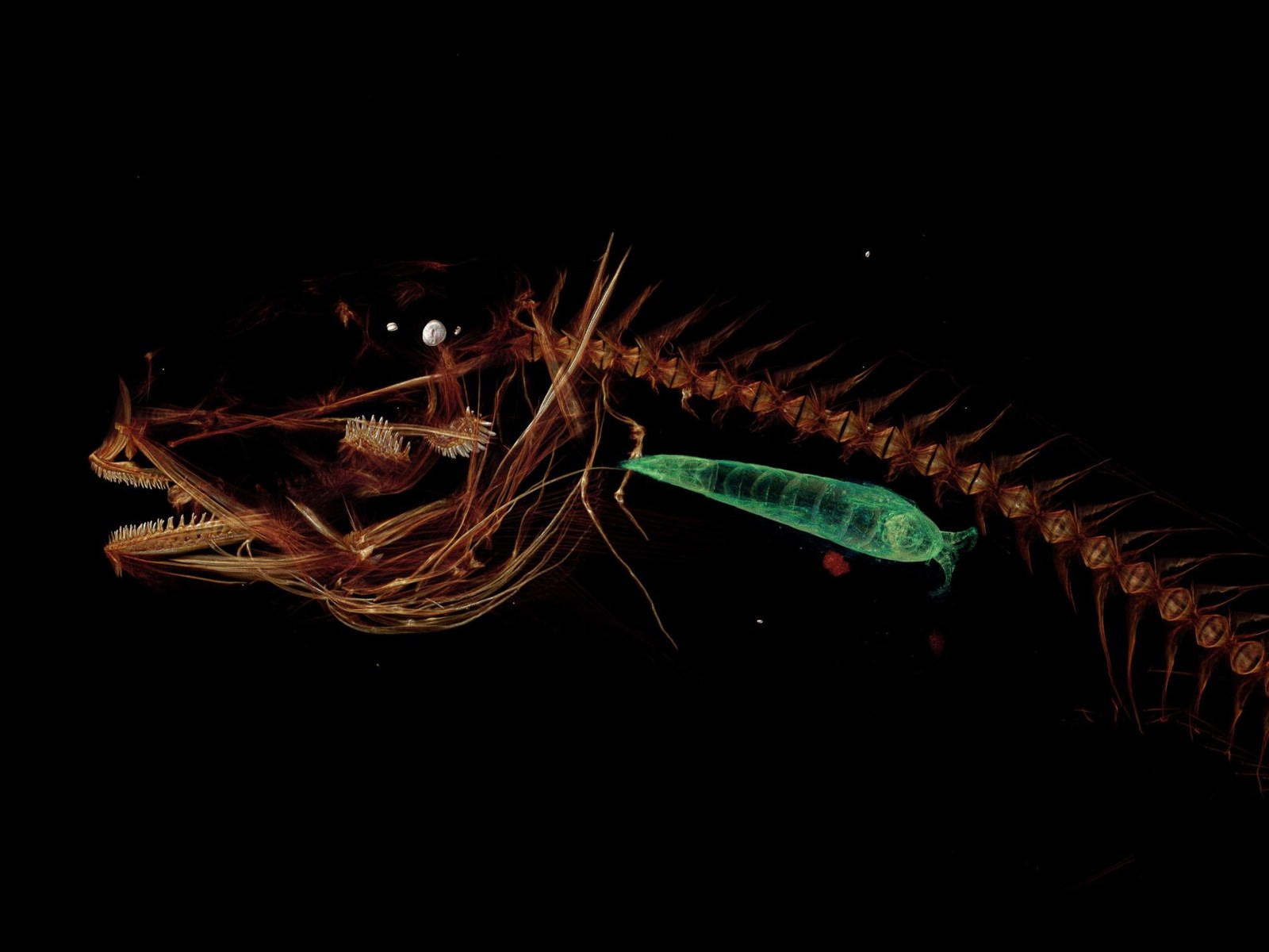 Mariana Snailfish: Deepest Ever Fish Discovered At 26,000 Feet Under