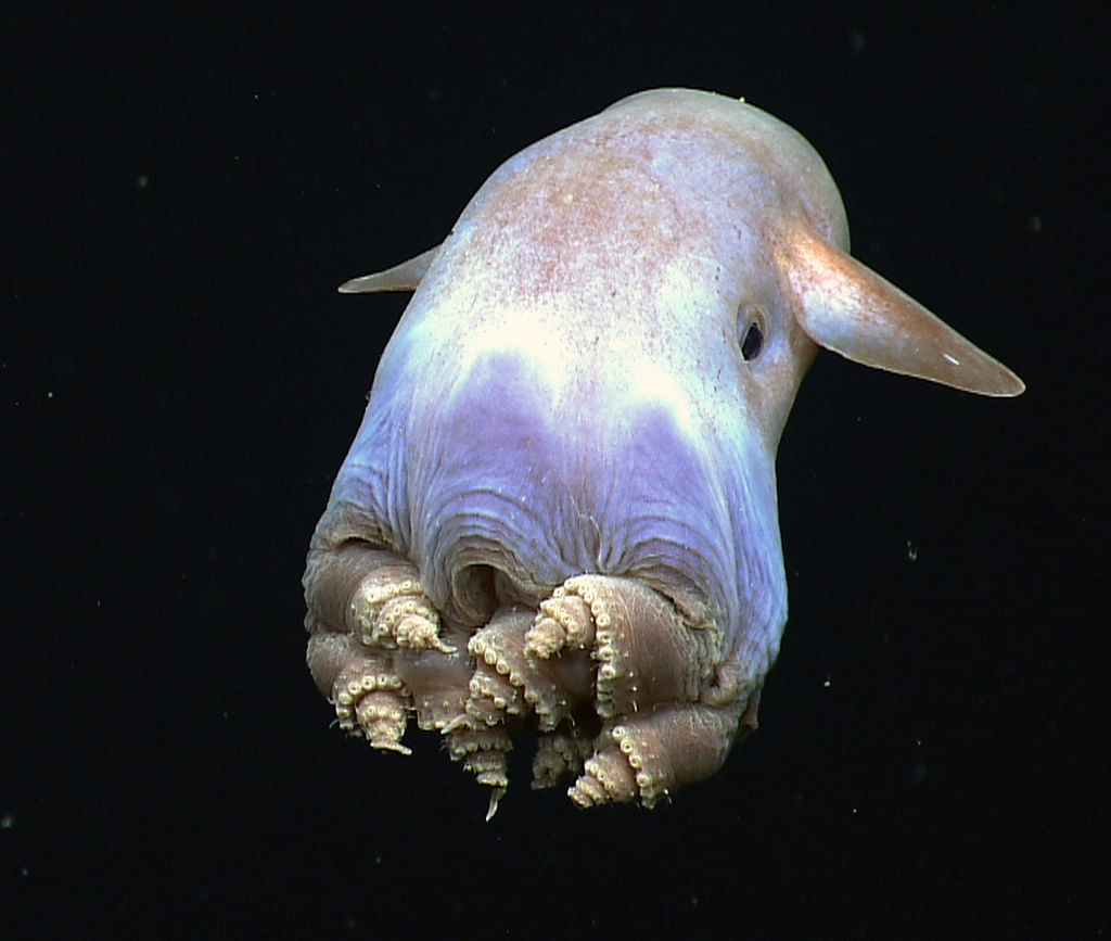 Strange Creatures in the Mariana Trench