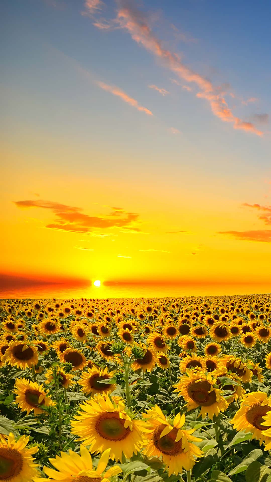 Download Sunflower Phone With The Sun Setting Wallpaper
