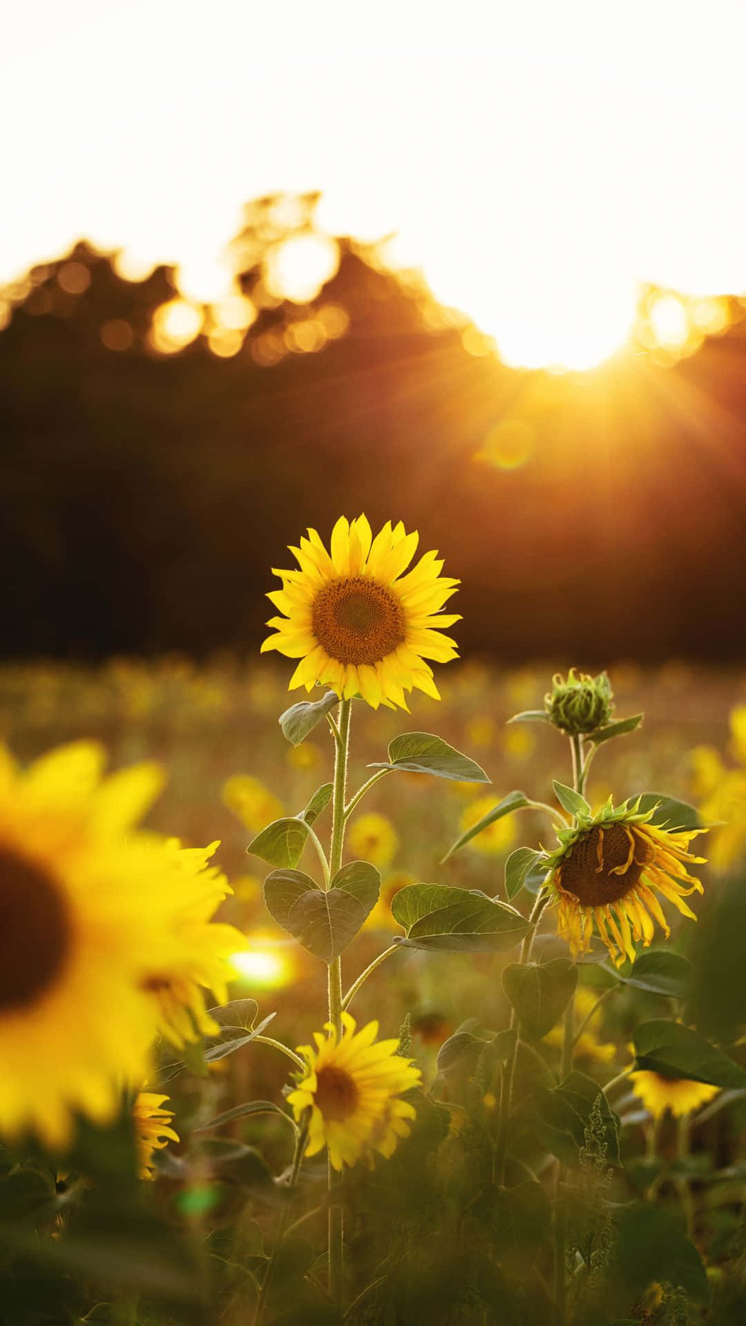 Download Sunflowers In The Field At Sunset Wallpaper