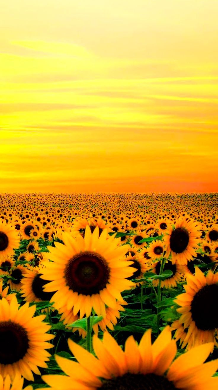 Surrounded. Sunflower wallpaper, Flower background wallpaper, Sunflower picture