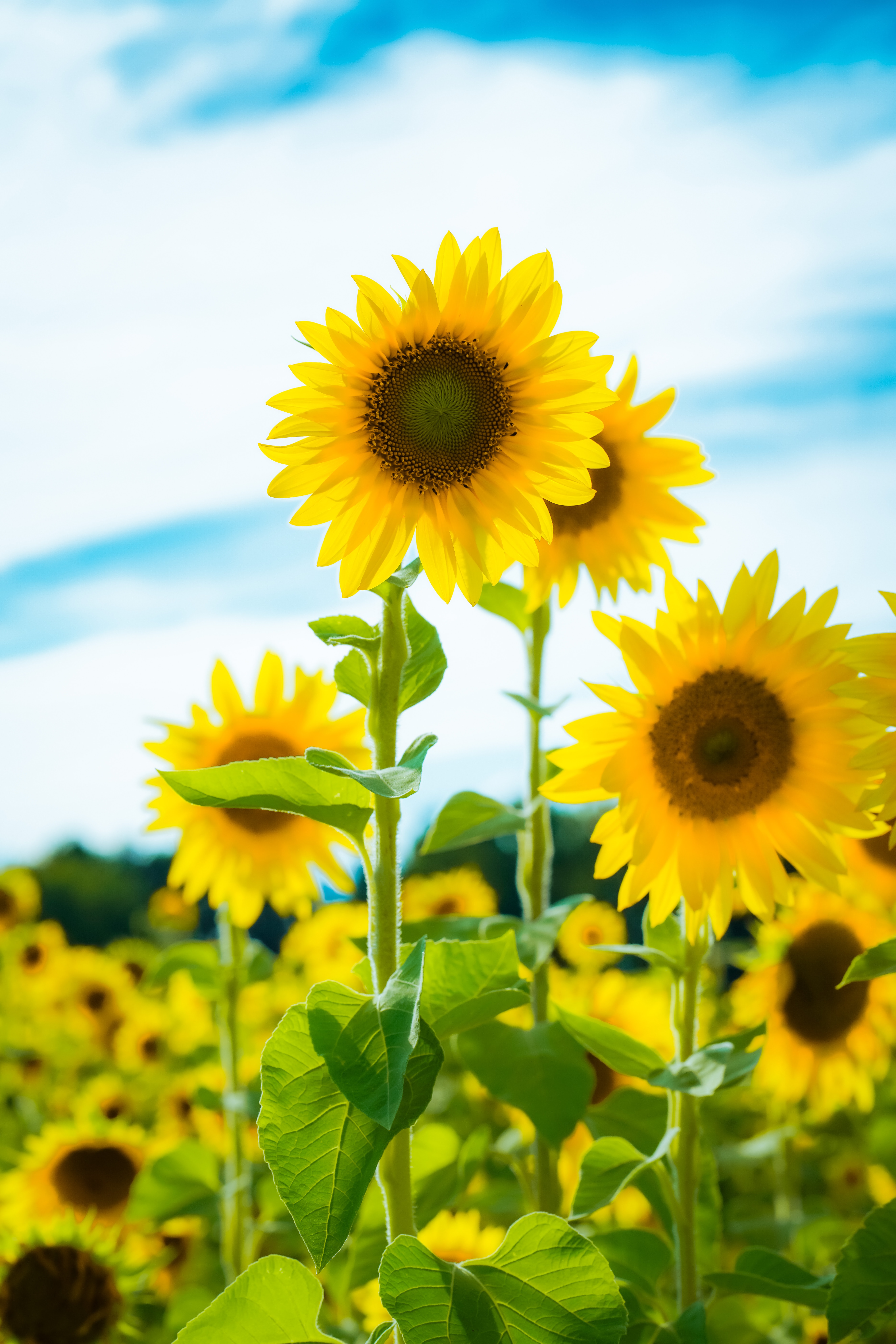 Download Sunflower wallpaper for mobile phone, free Sunflower HD picture