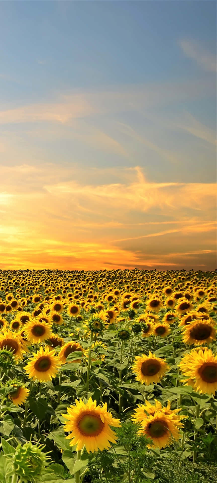 Download Sunflowers In The Field At Sunset Wallpaper