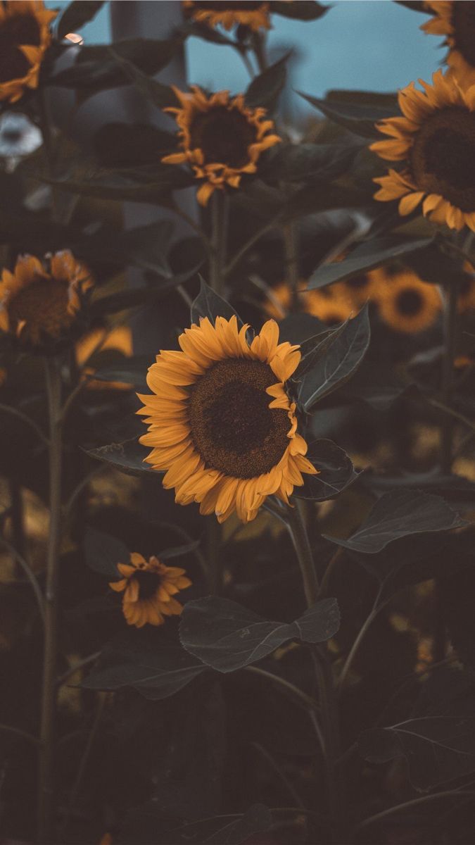 Sunflower wallpaper. Sunflower iphone wallpaper, Sunflower wallpaper, Best iphone wallpaper