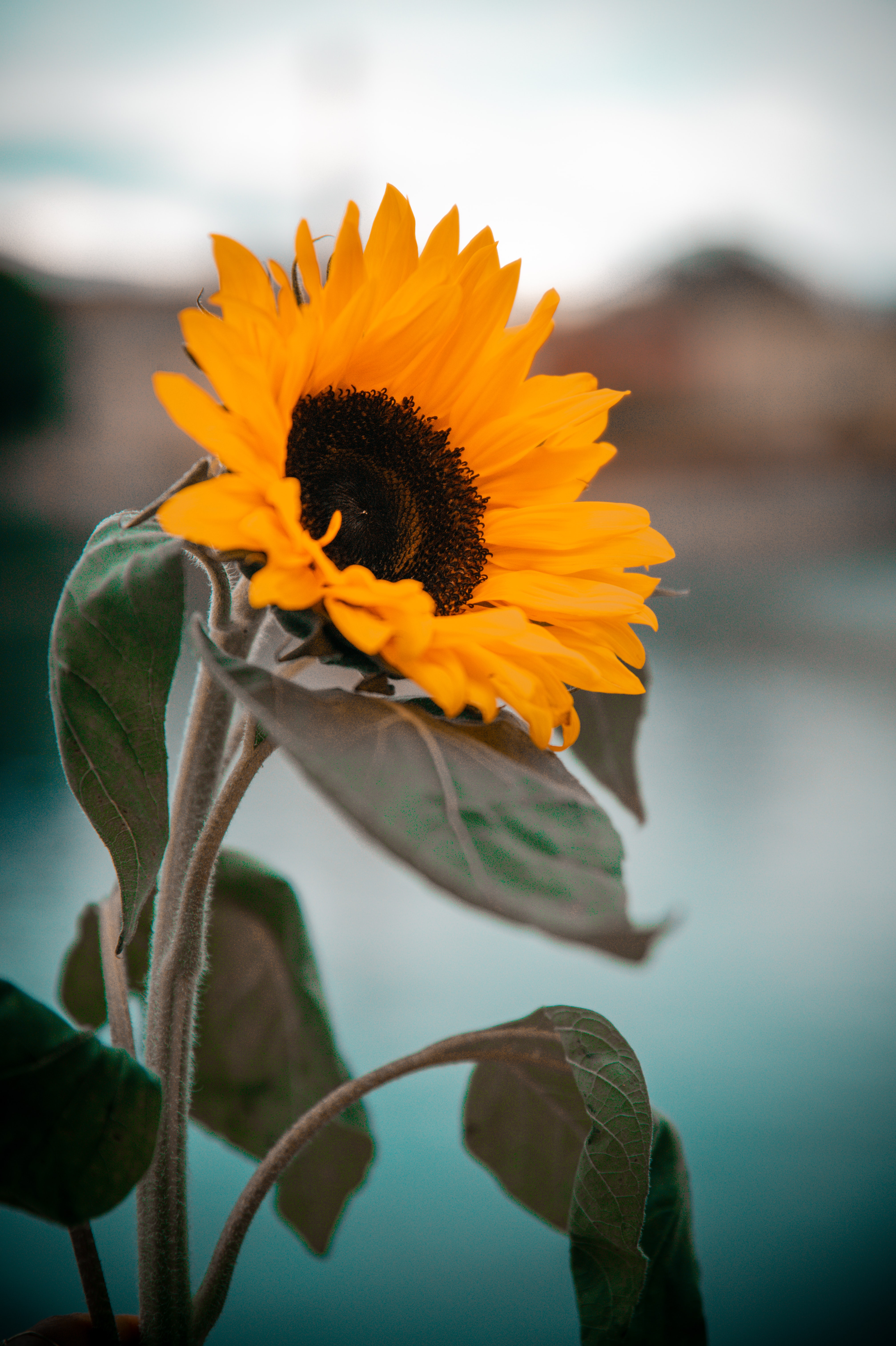 Download Sunflower wallpaper for mobile phone, free Sunflower HD picture