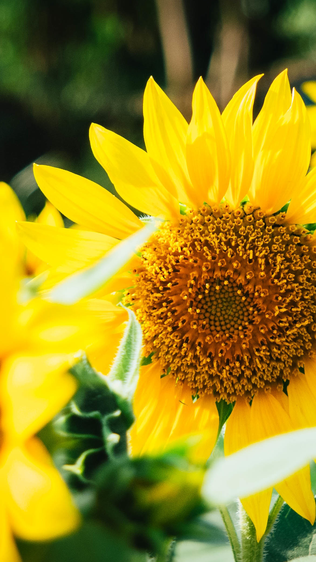 Sunflower Wallpaper for Samsung