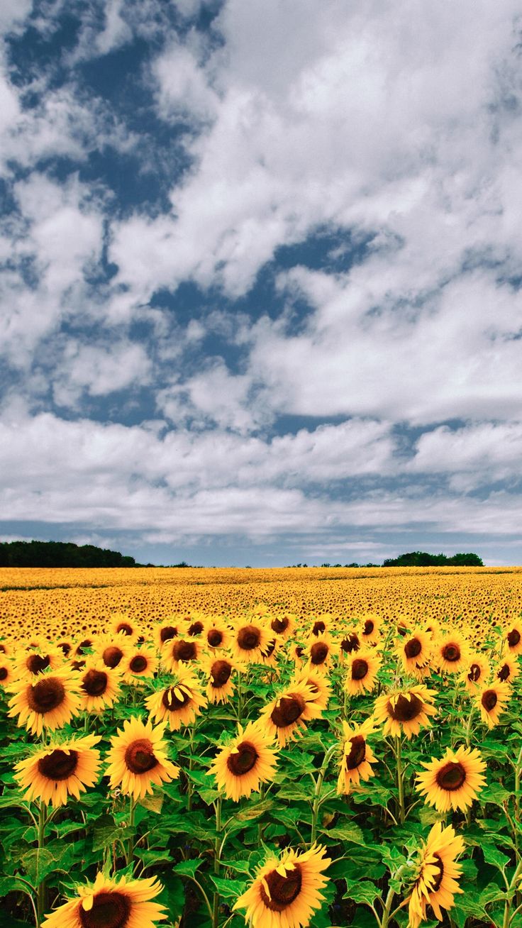 iPhone wallpaper. Sunflower wallpaper, Landscape, Phone wallpaper image