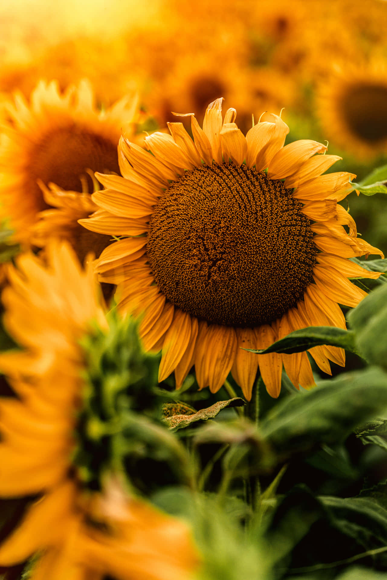 Download Sun Shining On Sunflower Phone Wallpaper