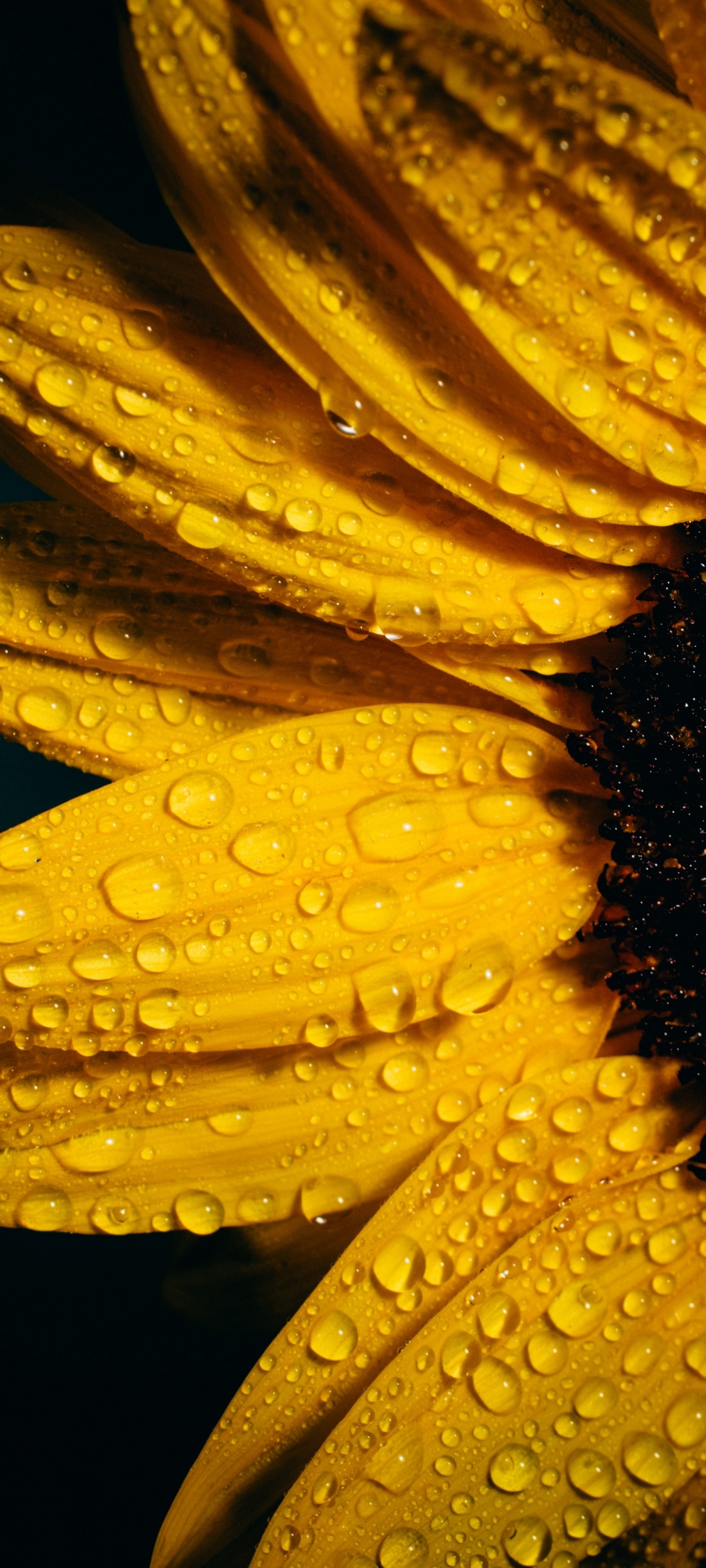Sunflower Wallpaper 4K, Black background, Rain droplets
