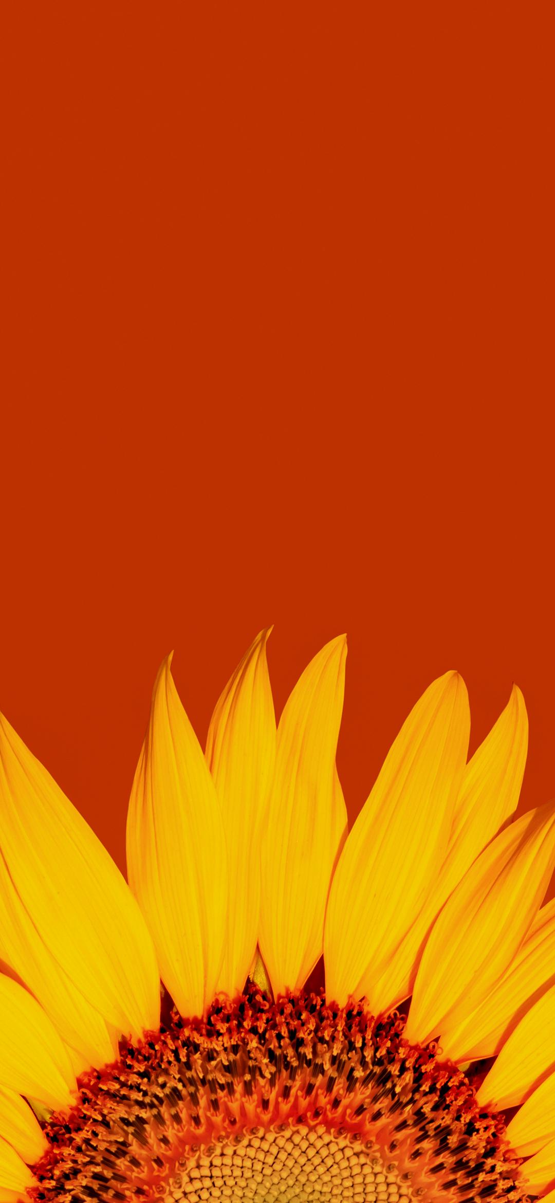 Sunflower Phone Wallpaper