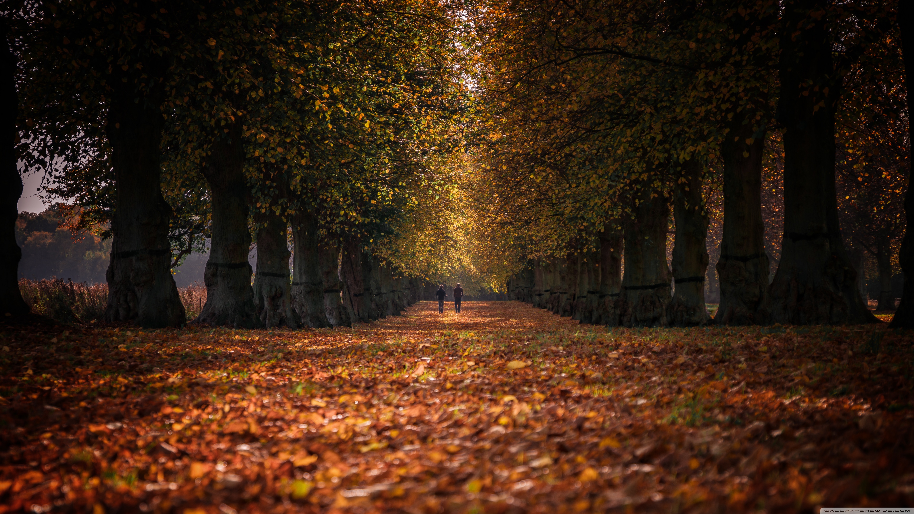 Autumn Stroll, Row of Trees Ultra HD Desktop Background Wallpaper for 4K UHD TV, Multi Display, Dual Monitor, Tablet
