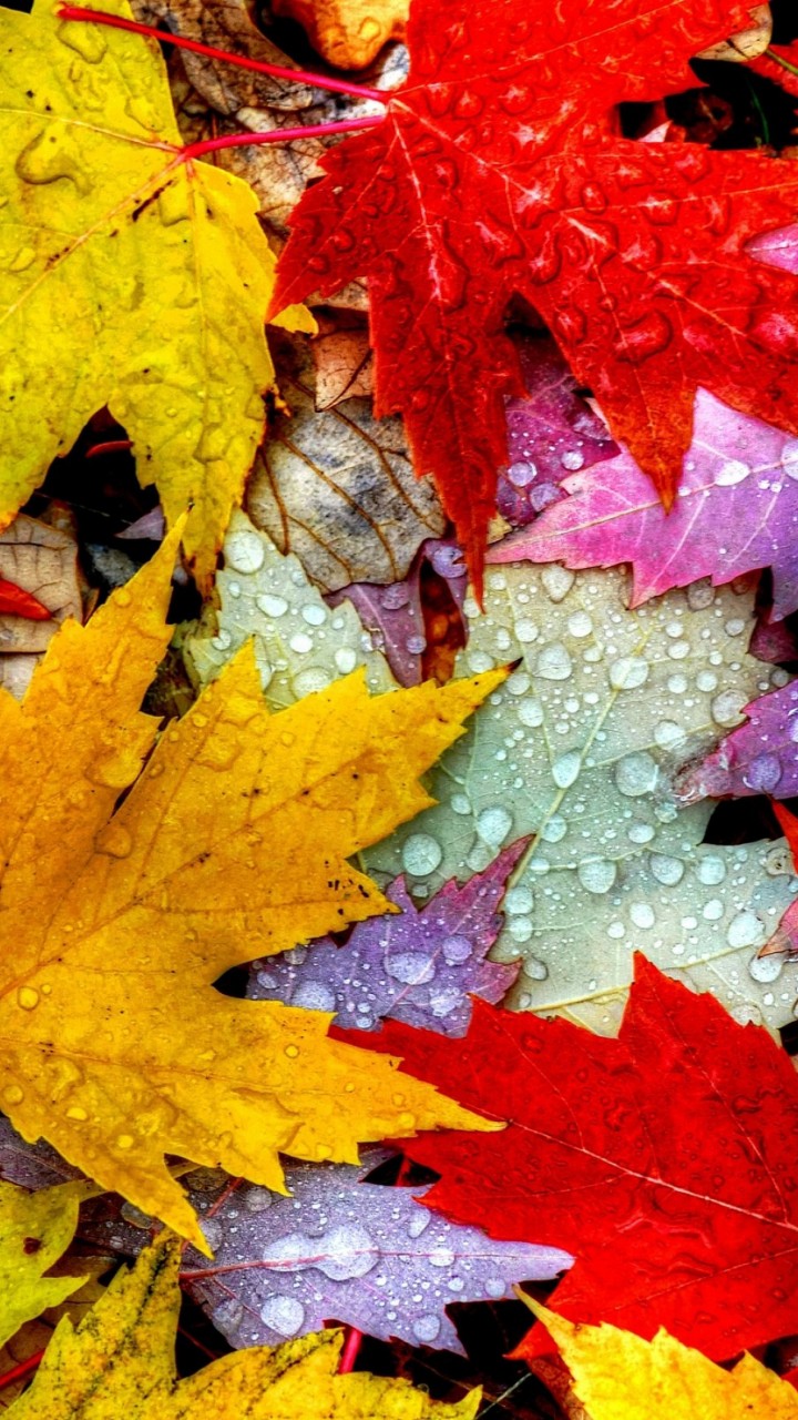 Leaves Wallpaper, Raindrops