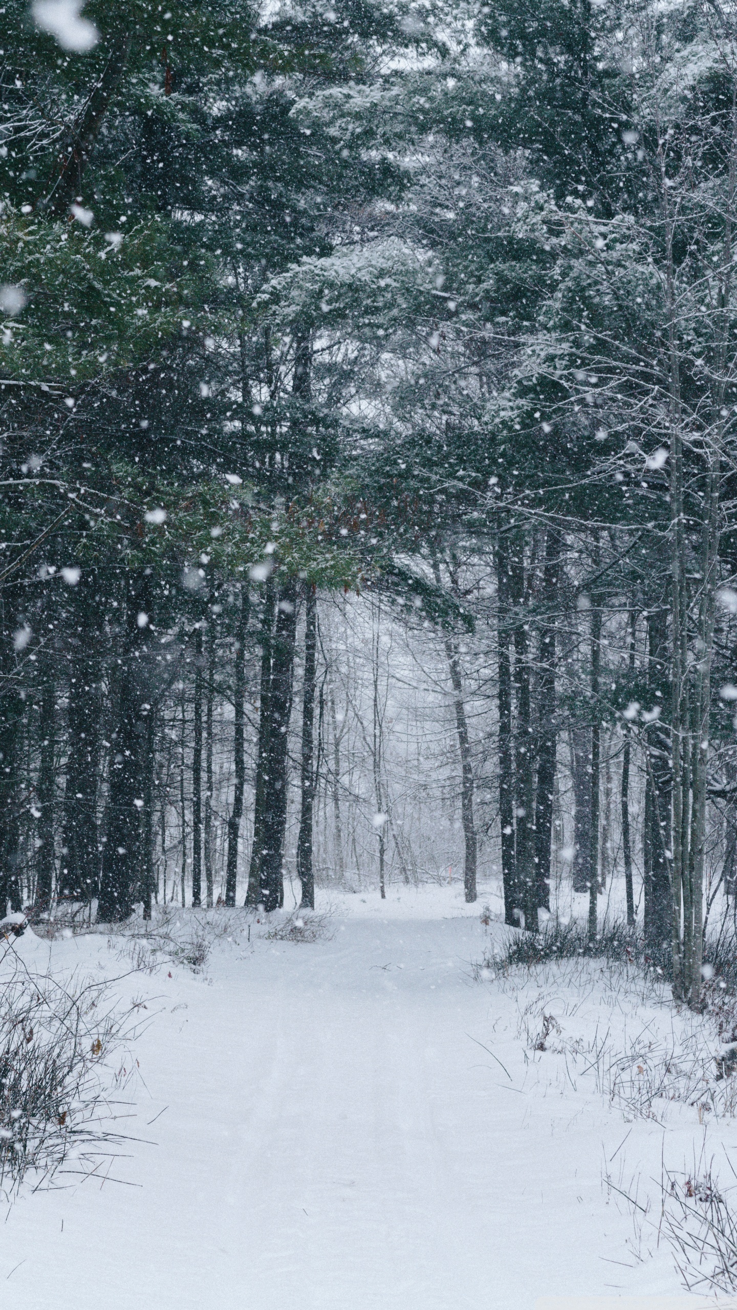 Snowfall, Path, Trees, Forest, Winter Ultra HD Desktop Background Wallpaper for 4K UHD TV, Widescreen & UltraWide Desktop & Laptop, Tablet