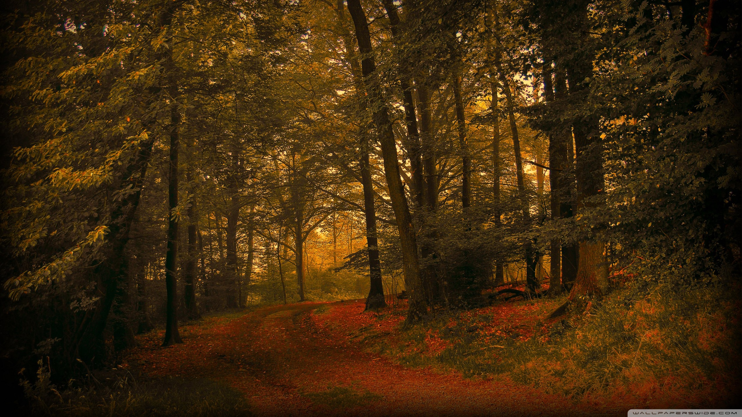 Autumn Day In The Forest 4K UHD Wallpaper for UltraHD Desktop and TV, Dual Monitor, Smartphone and Tablet Devices