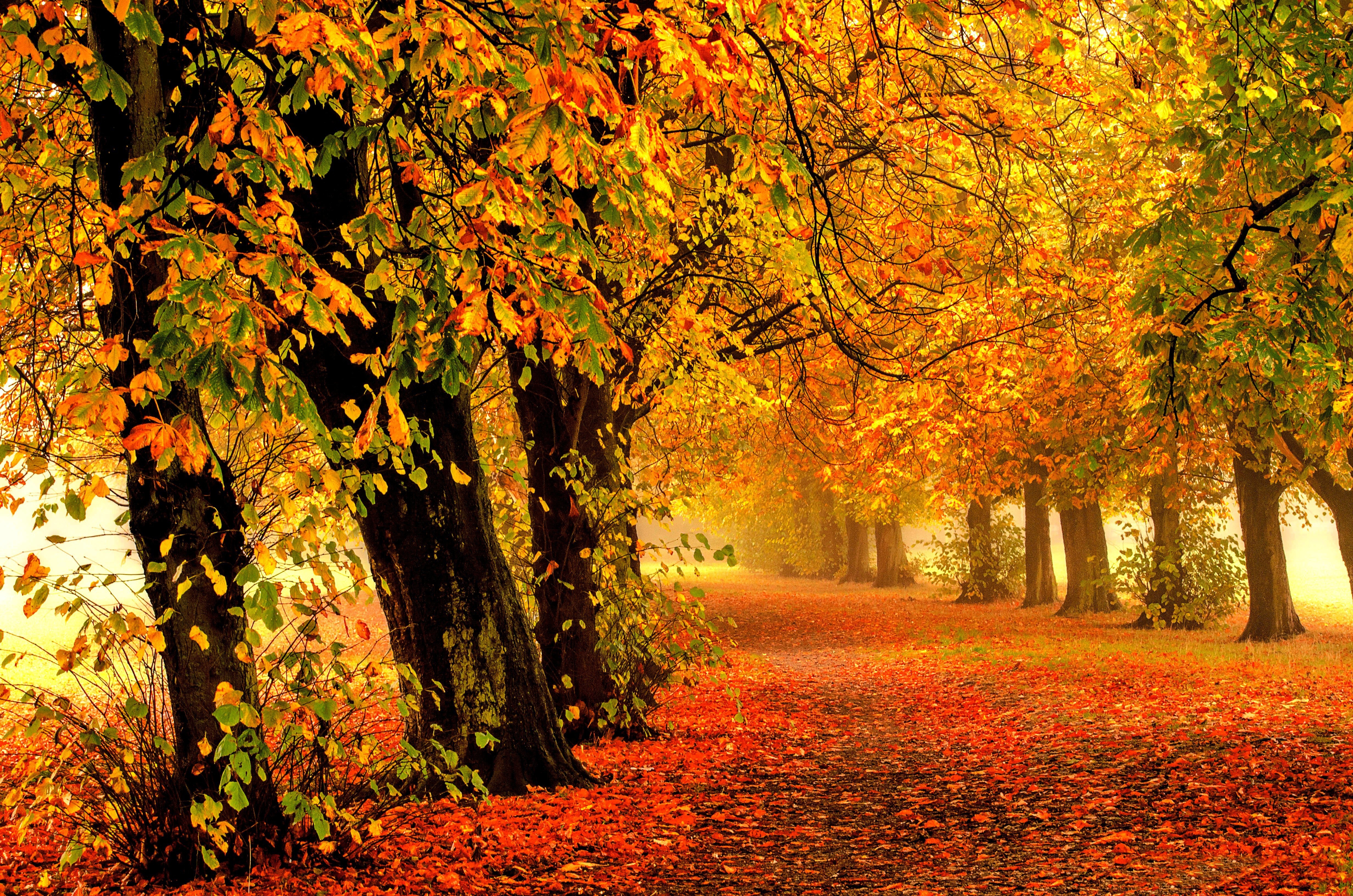 4K Ultra HD Autumn Park: Misty Trees and Golden Leaves in Nature's Embrace