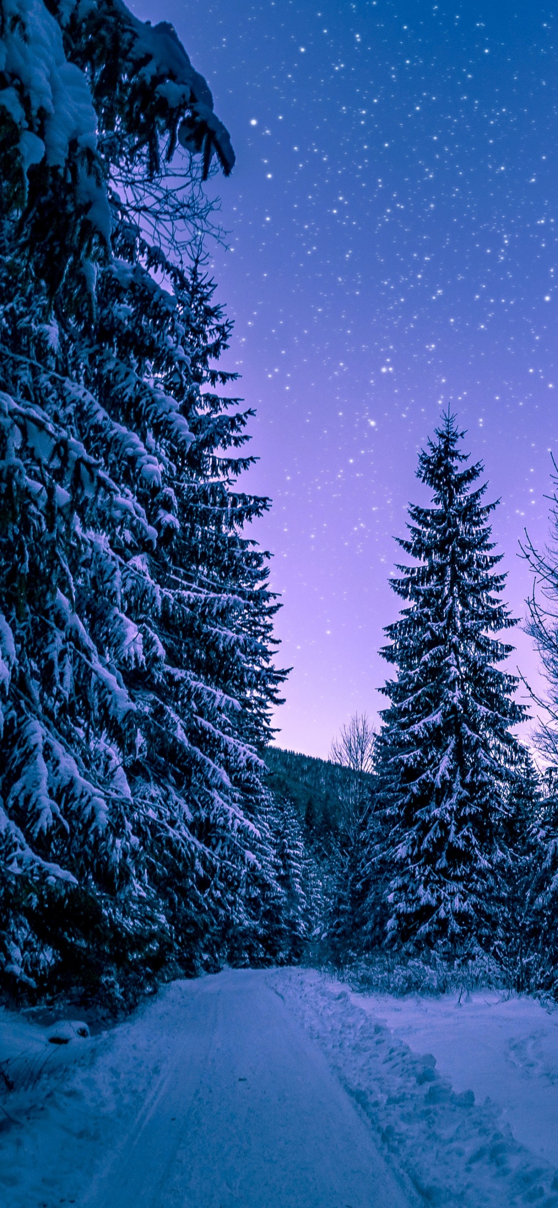 Winter Snowy Pine Trees Forest 4K Wallpaper