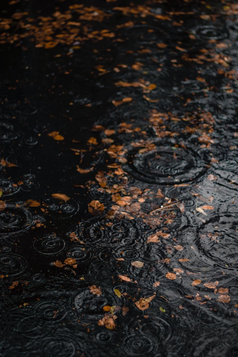 Download Wallpaper 800x1200 Puddle, Rain, Drops, Leaves, Autumn Iphone 4s 4 For Parallax HD Background
