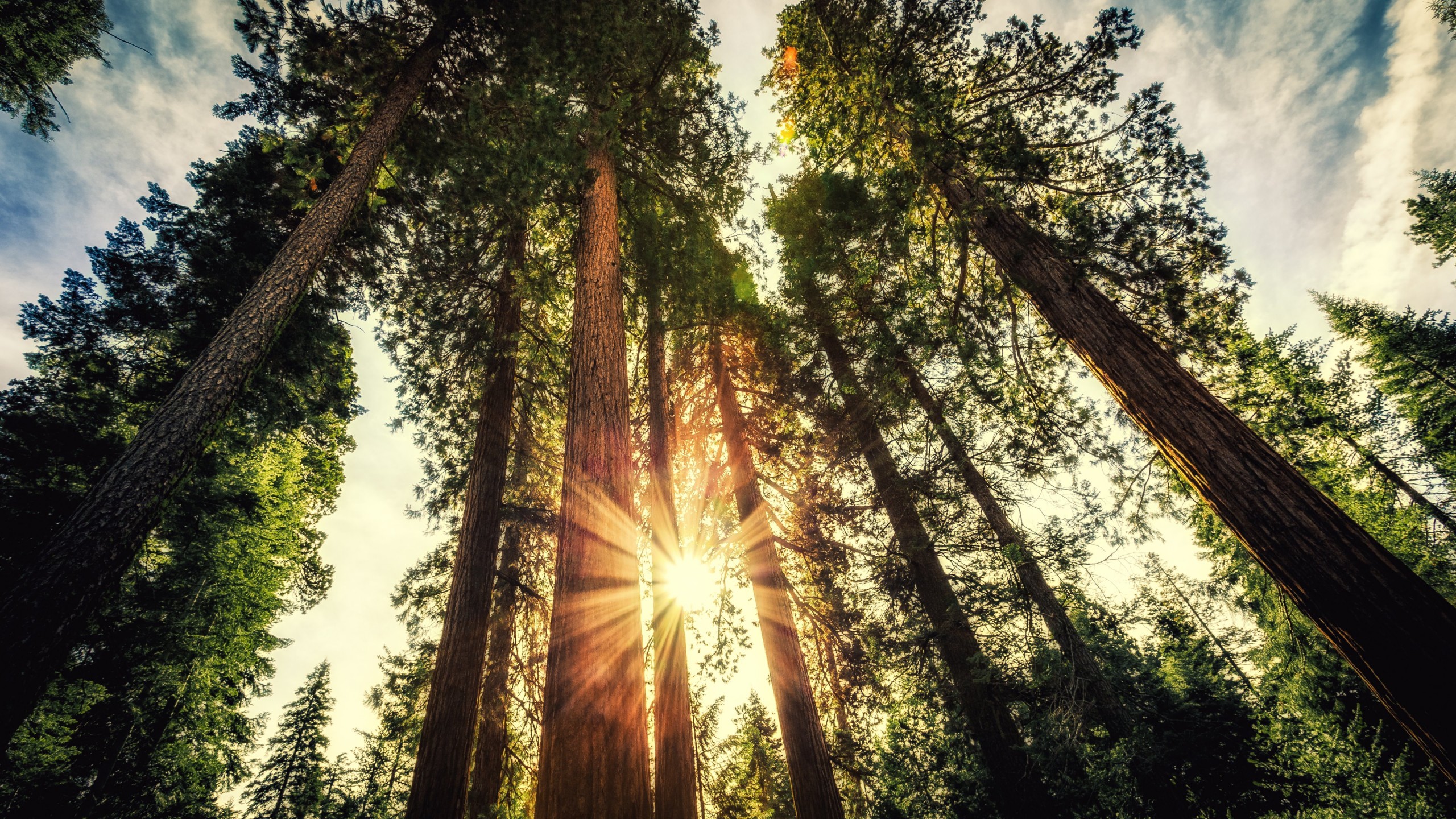 Wallpaper Forest, 5k, 4k wallpaper, trees, sunlight, Nature