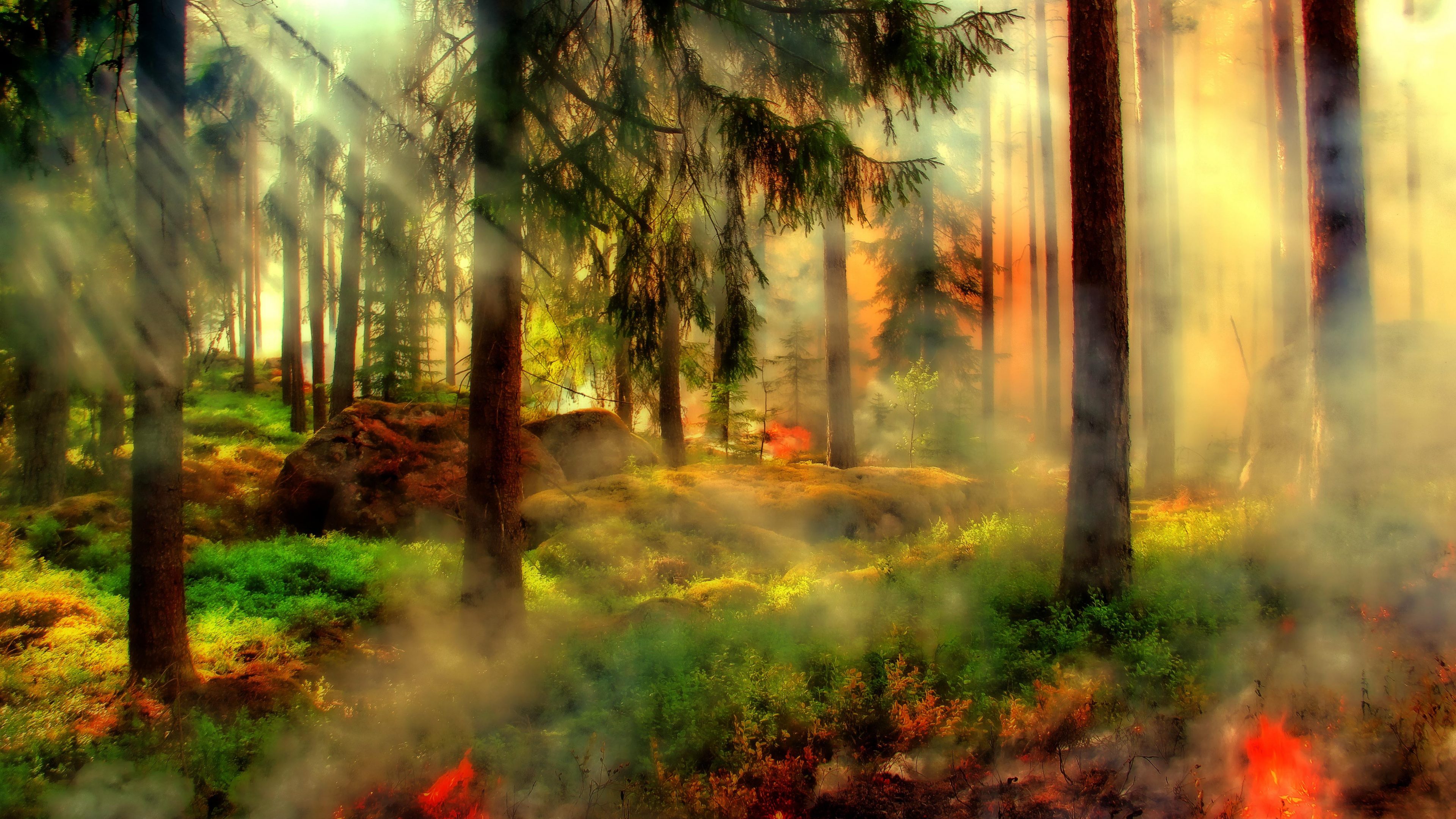 Trees Green Sunlight Orange Forest 4K Wallpaper