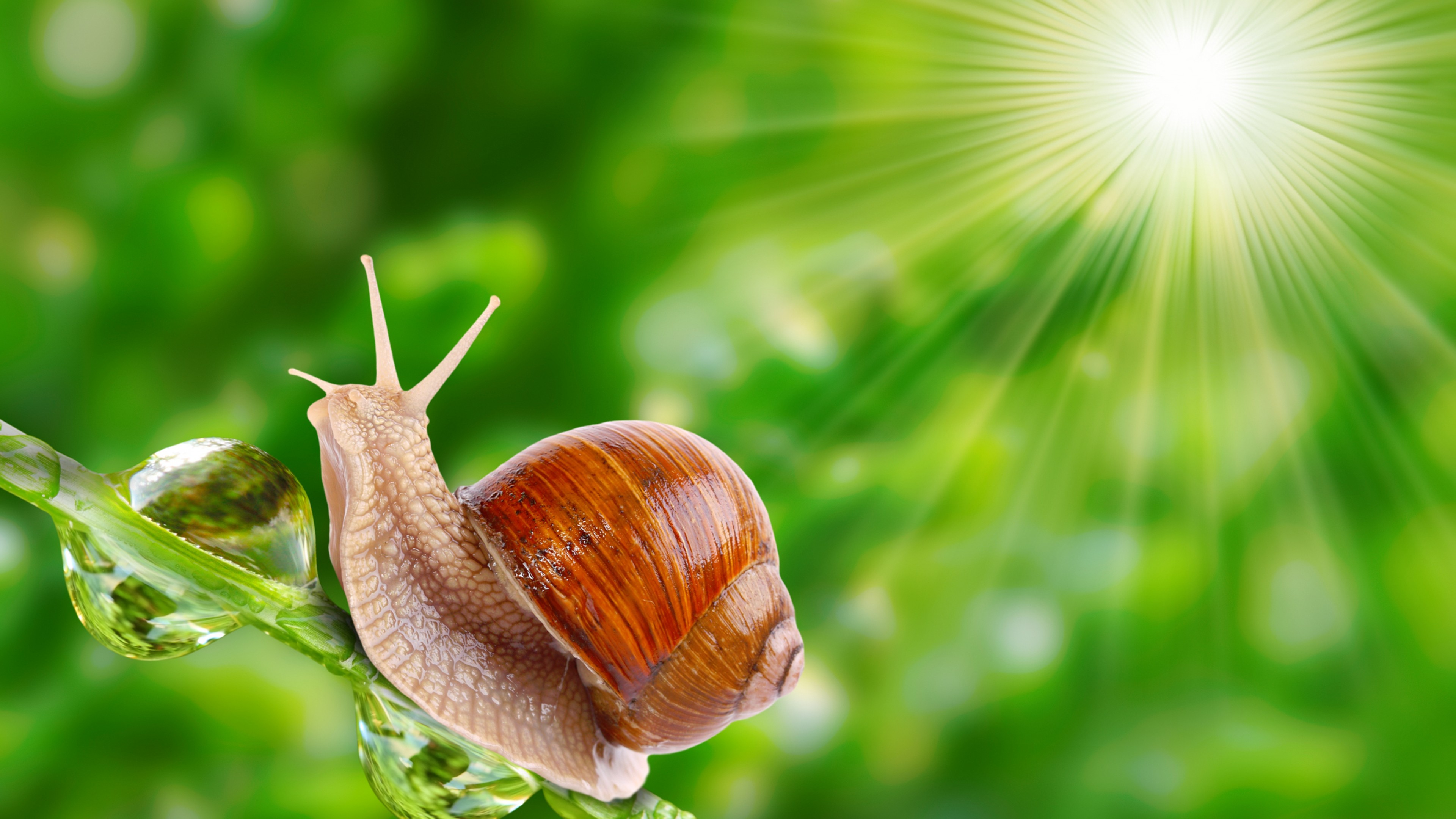 Wallpaper snail, nature, sunshine, Animals