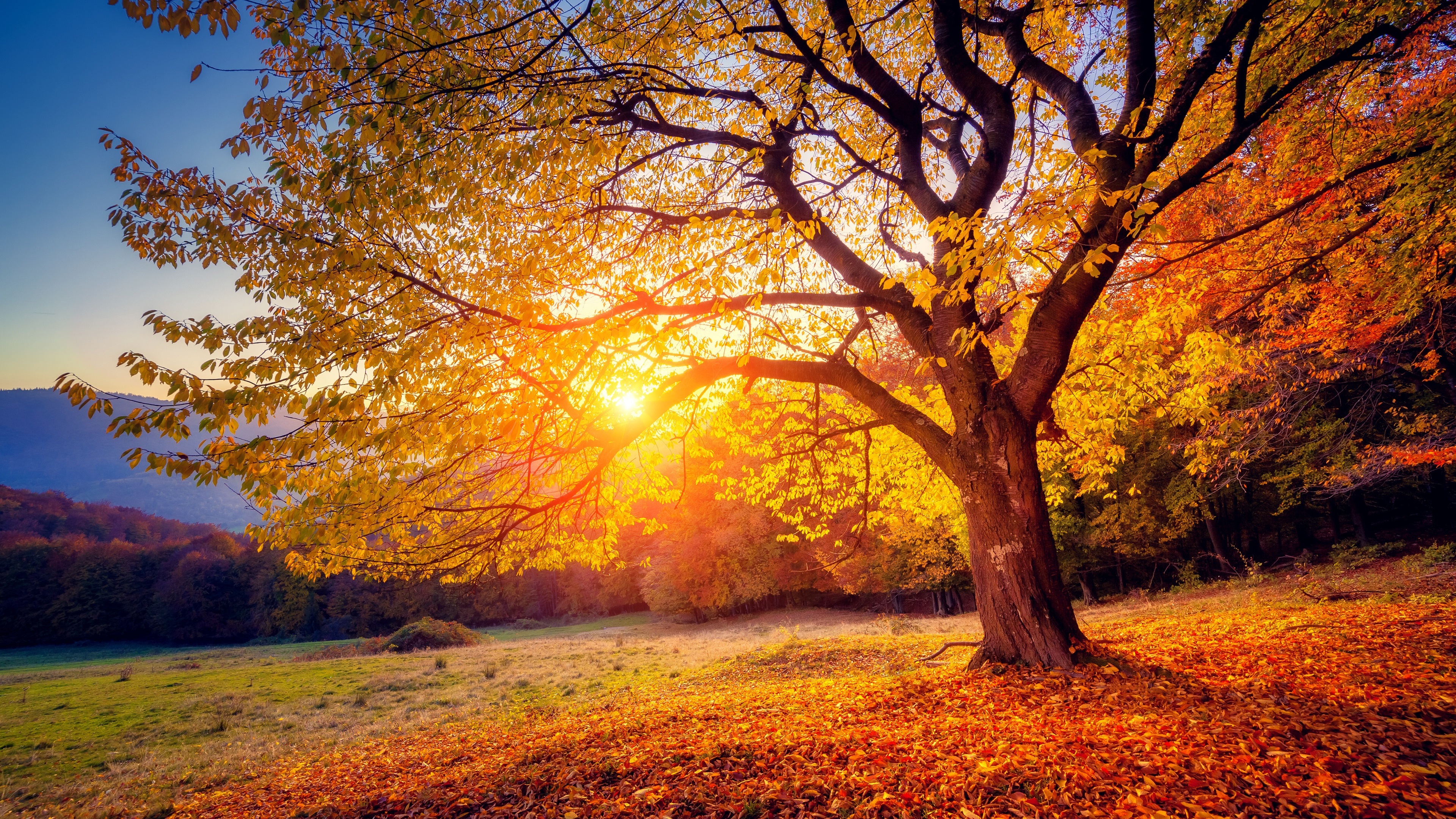Wallpaper Tree, sunset, sunshine, autumn 3840x2160 UHD 4K Picture, Image
