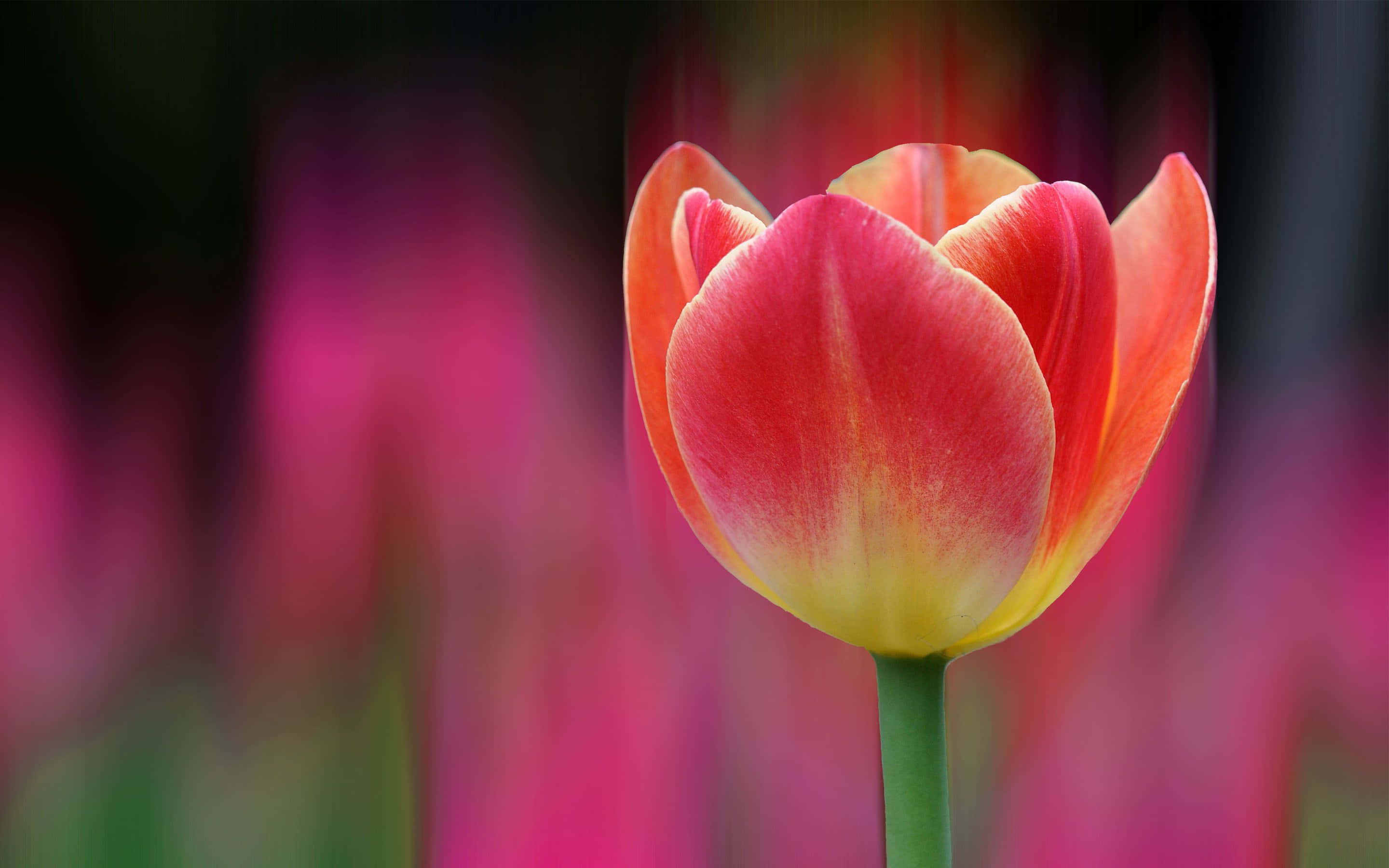 Download A Tulip Is In The Background Of A Blurred Background