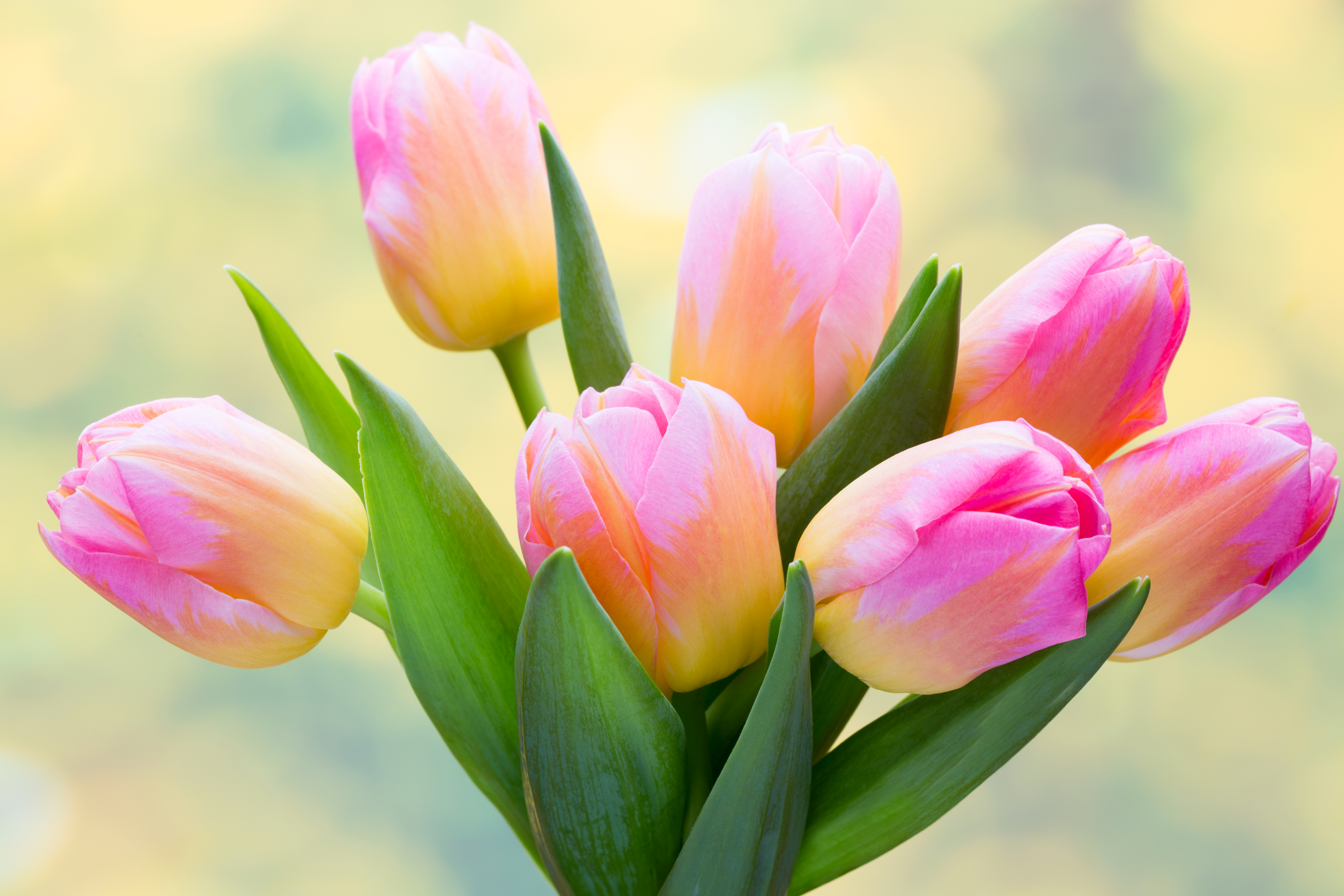 Nature Tulip 4k Ultra HD Wallpaper