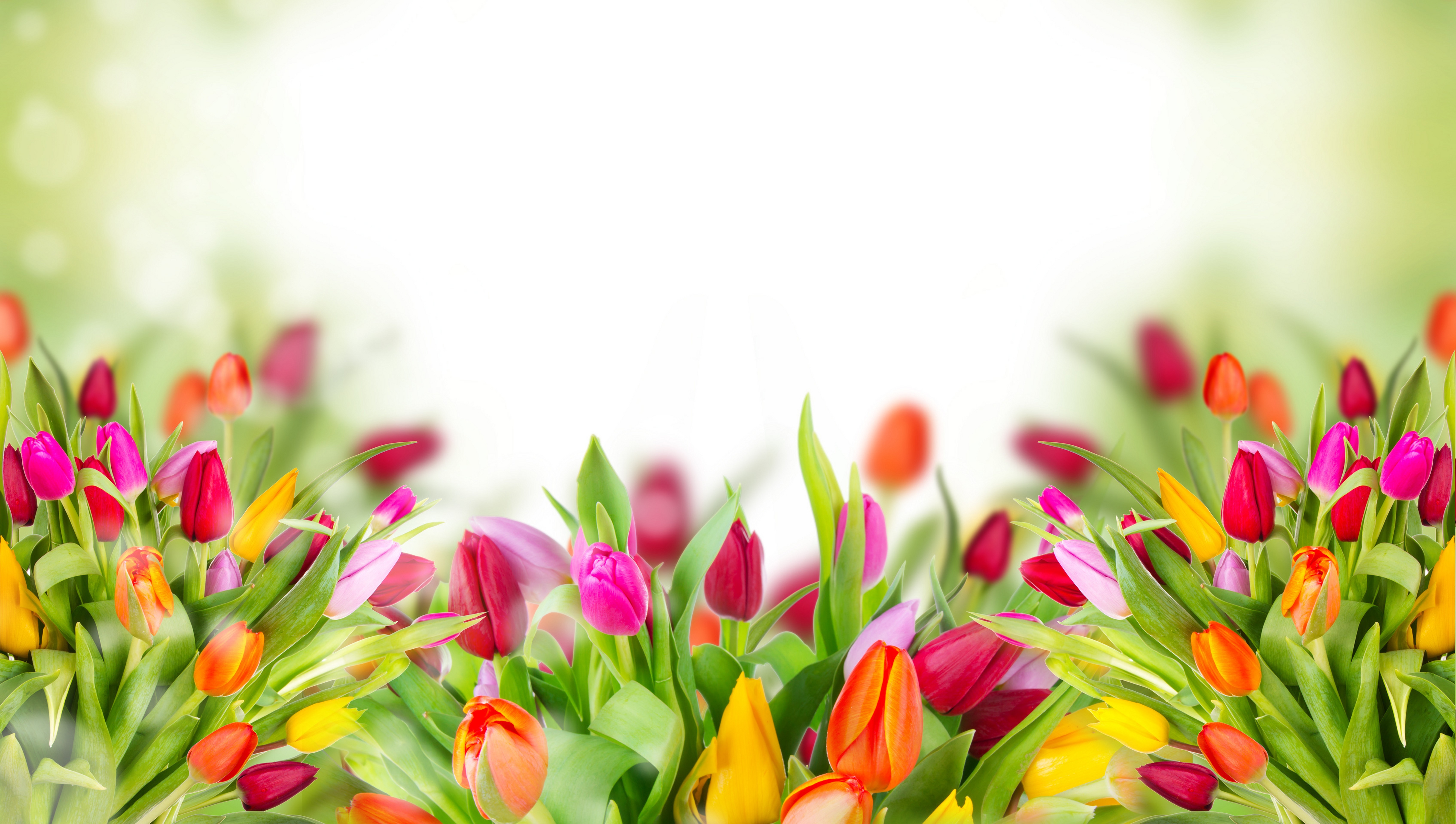 Colorful Tulips, HD Flowers, 4k Wallpaper, Image, Background, Photo and Picture