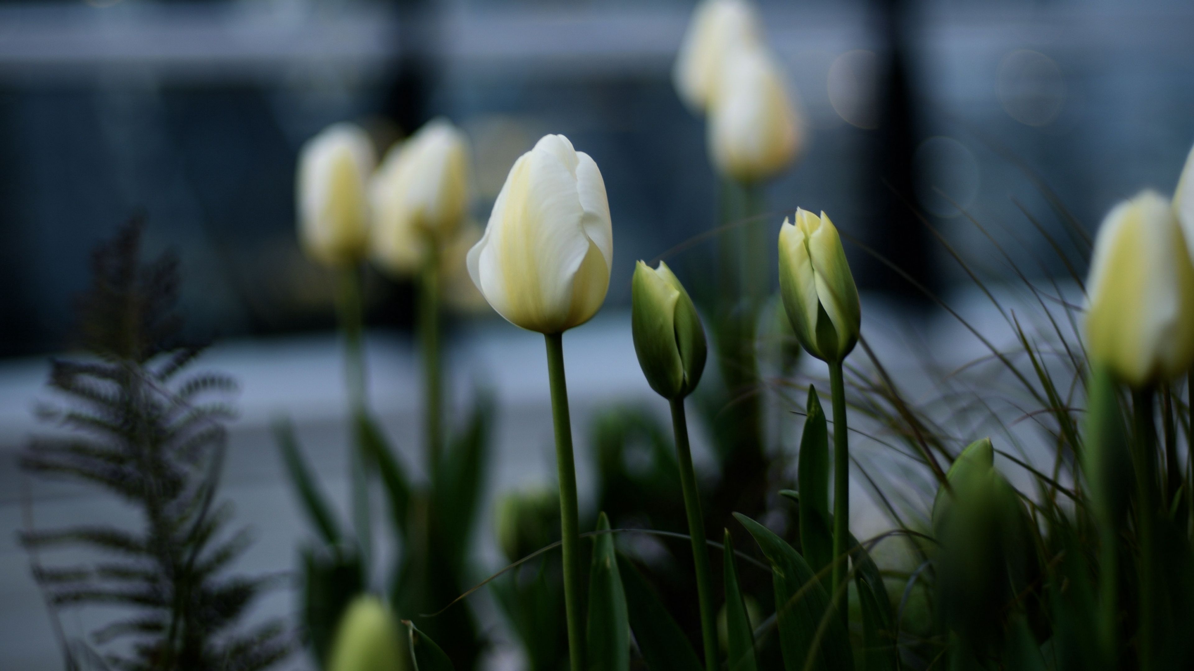 Download wallpaper 3840x2160 tulips, white, flowerbed, flowers, buds 4k uhd 16:9 HD background