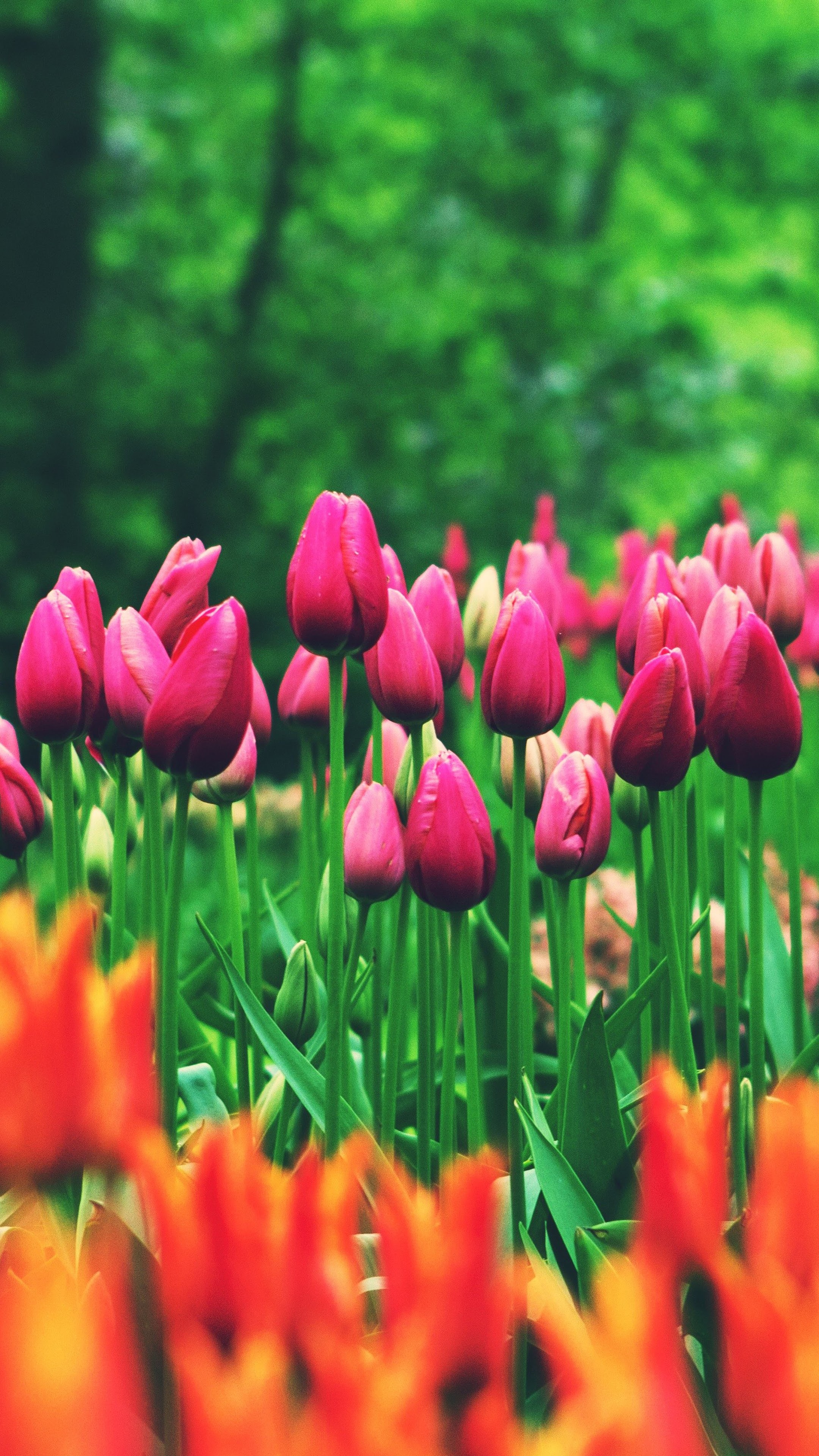Flower Field Tulips 8K Wallpaper