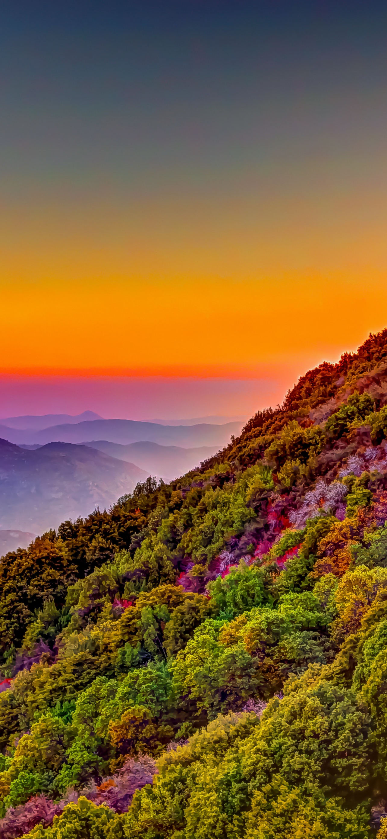 Sequoia National Park Wallpaper 4K