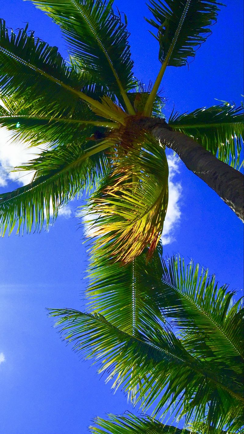 Download Wallpaper 800x1420 Palms, Tropics, Hawaii, Aloha, Sky Iphone Se 5s 5c 5 For Parallax HD Background