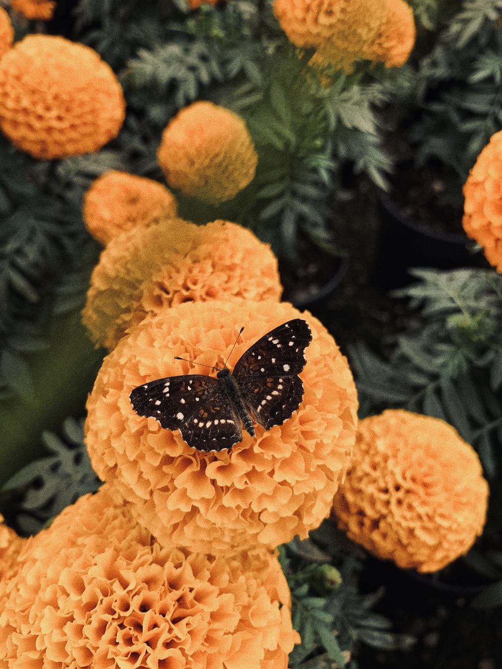Cempasuchil Picture. Download Free Image